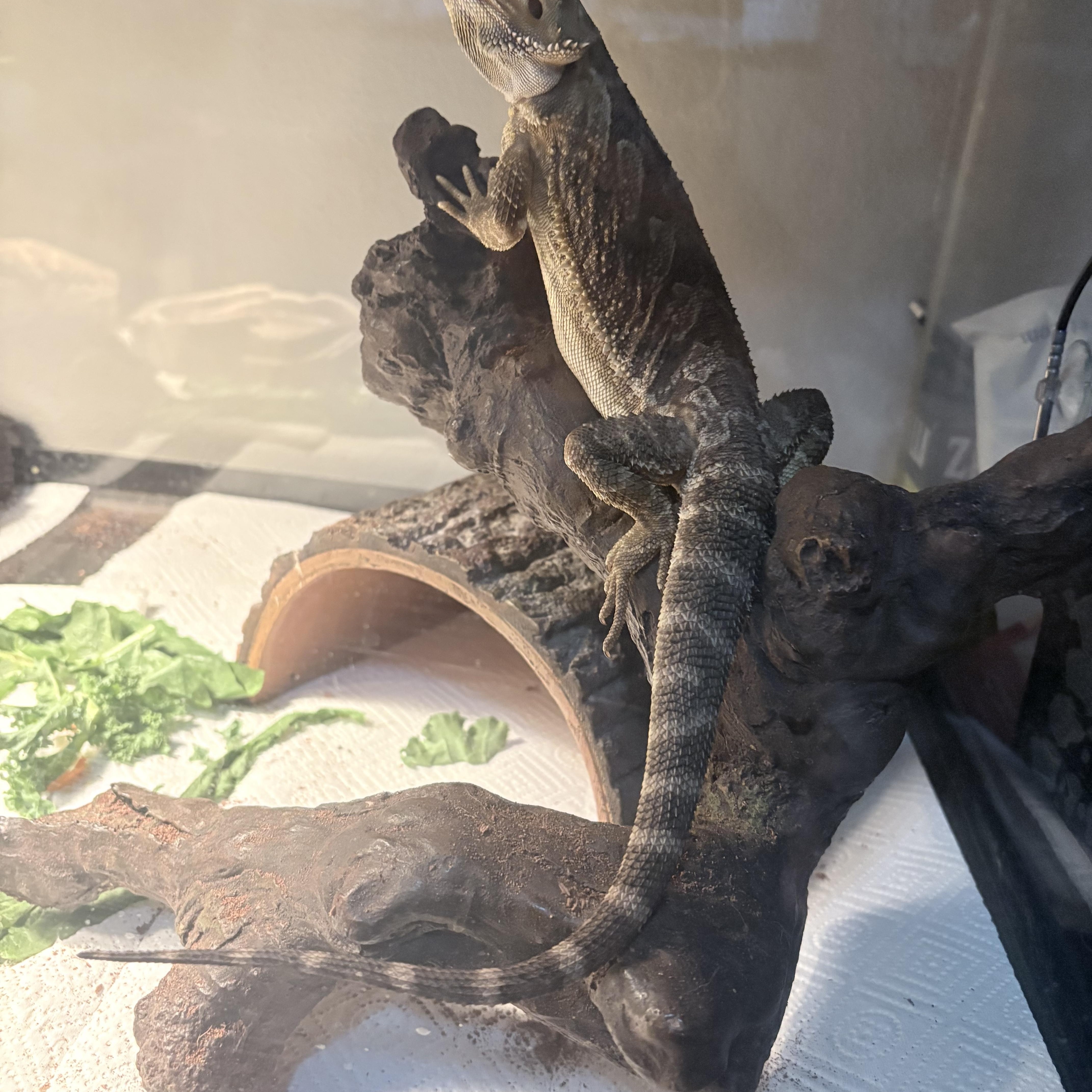 Rocky, an adopted Bearded Dragon in Edinburg, PA image 2/6