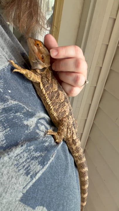Enlarge Rocky, an adopted Bearded Dragon in Edinburg, PA video 6/6