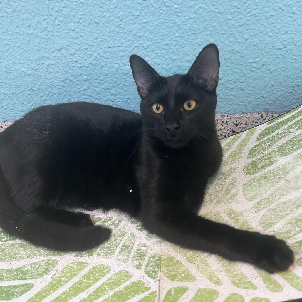 Chowder, a Adoptable Domestic Short Hair image 1/6