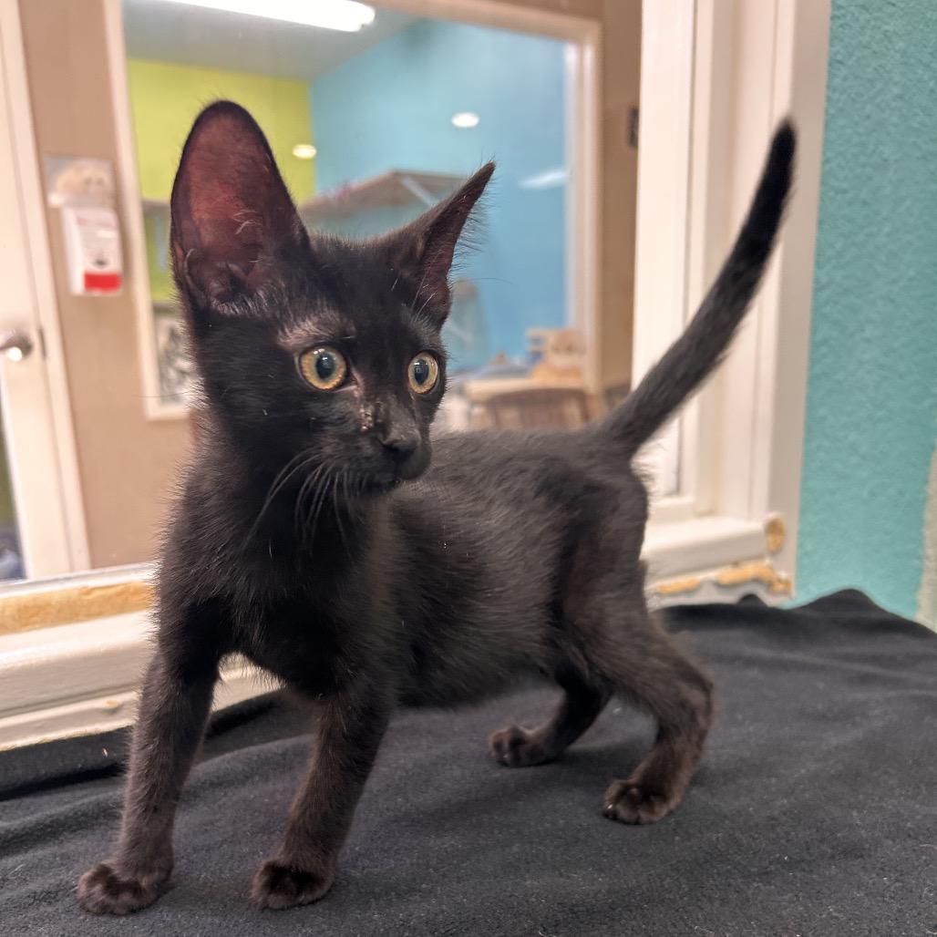 Chowder, a Adoptable Domestic Short Hair image 2/6