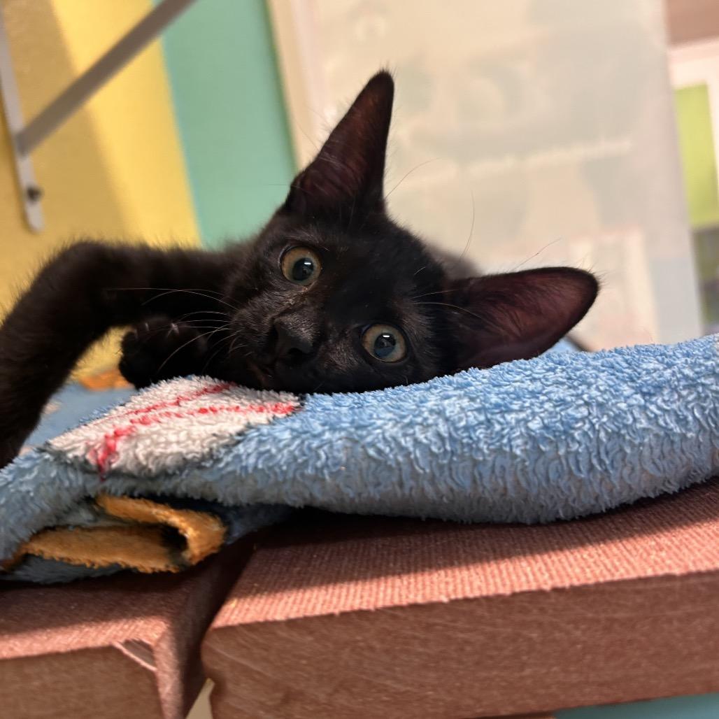 Chowder, a Adoptable Domestic Short Hair image 3/6