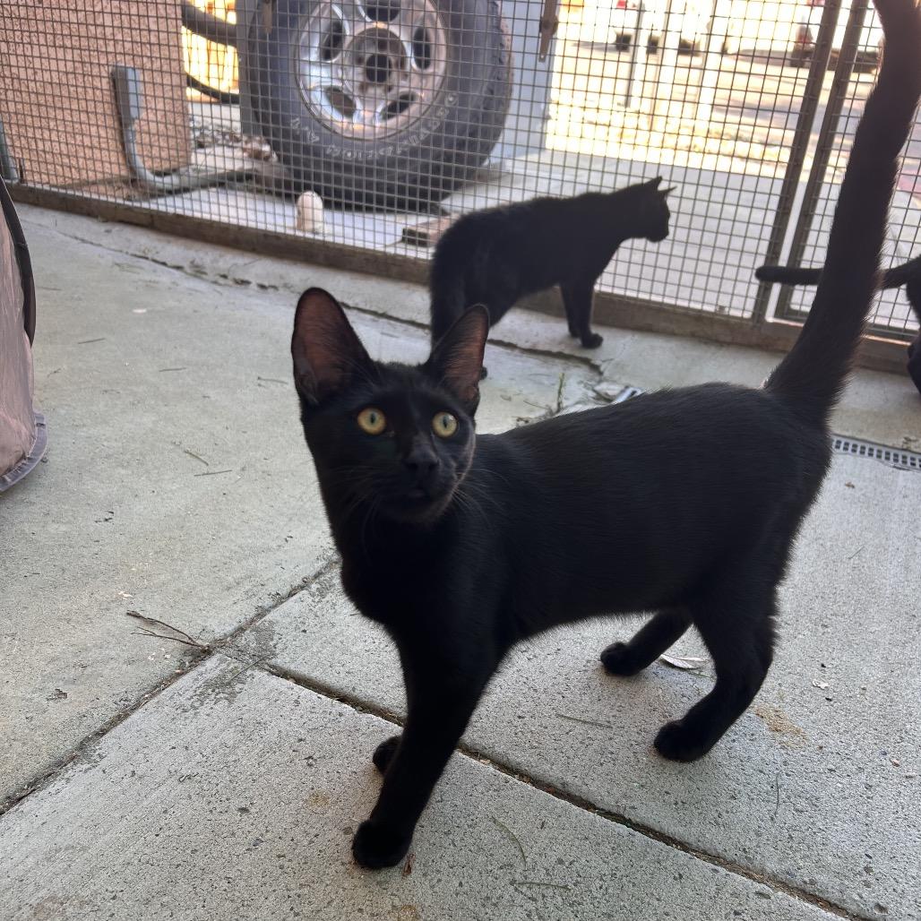 Chowder, a Adoptable Domestic Short Hair image 4/6