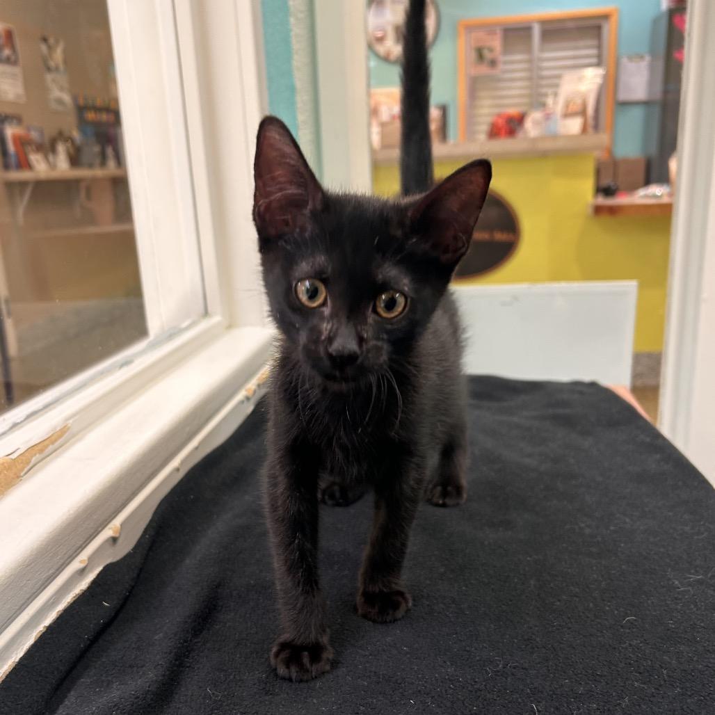 Chowder, a Adoptable Domestic Short Hair image 5/6