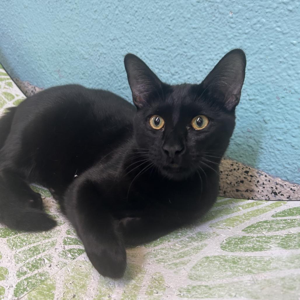 Chowder, a Adoptable Domestic Short Hair image 6/6