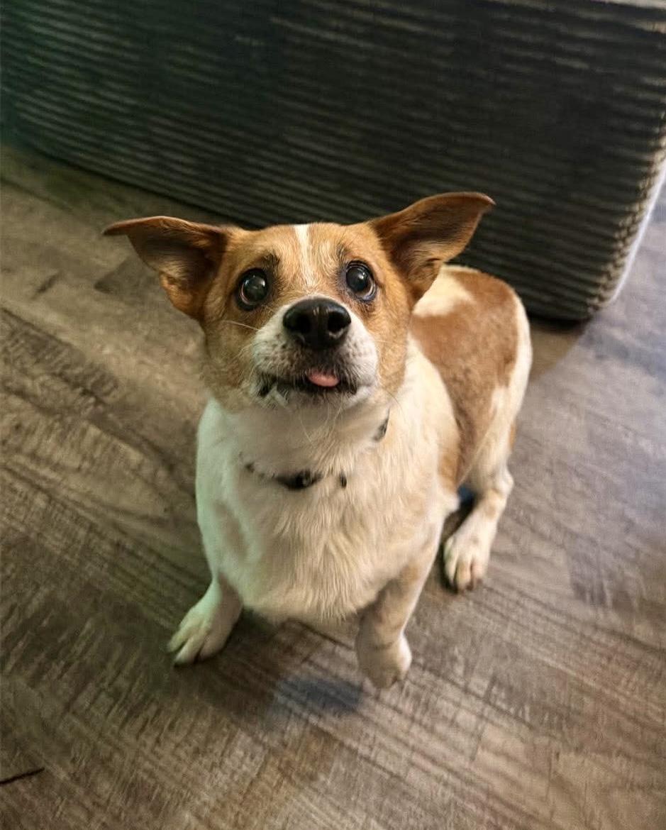 Toby, ADOPTABLE, Adult Male Corgi.