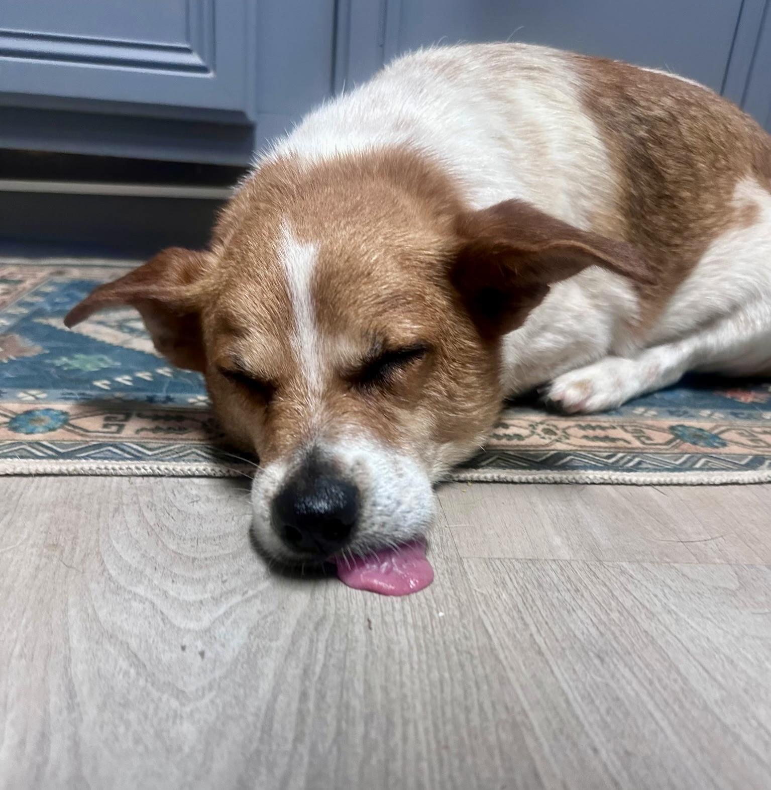 Toby, a ADOPTABLE mixed breed in Cypress, TX image 2/6