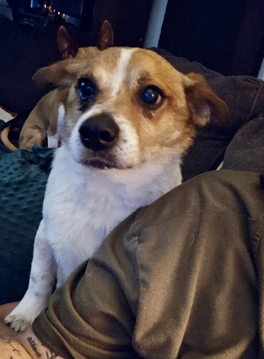 Toby, a ADOPTABLE mixed breed in Cypress, TX image 4/6