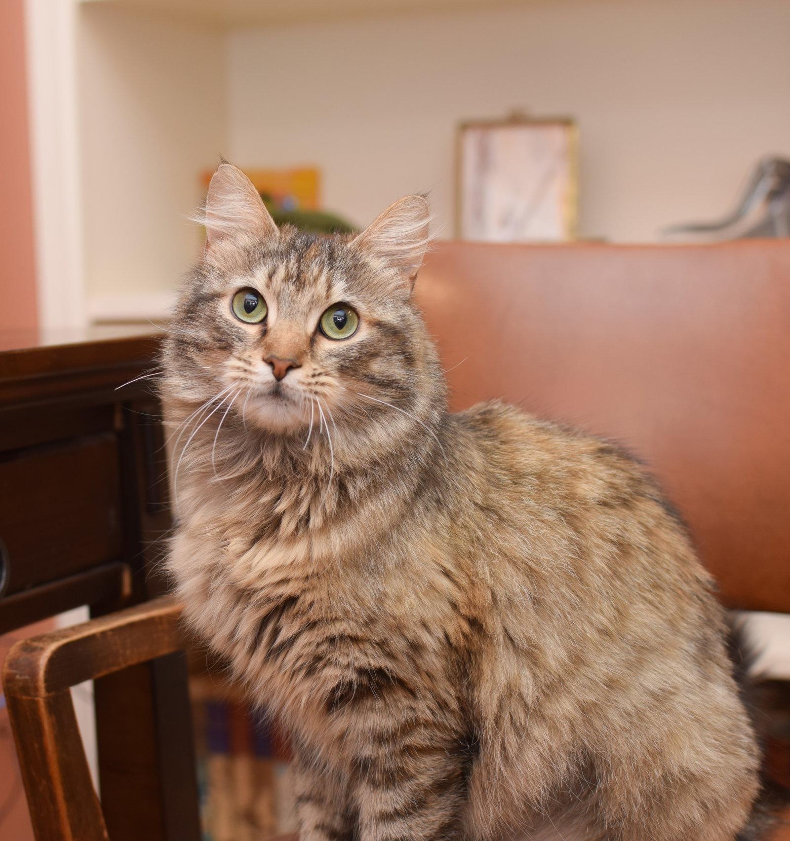 Enlarge Persephone, a Adoptable Maine Coon in Hockessin, DE image 1/3