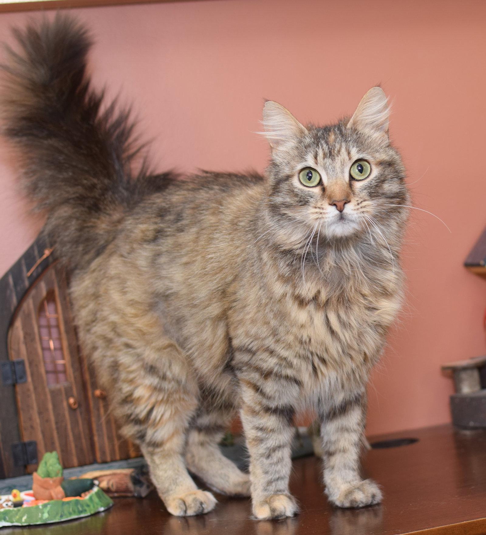 Enlarge Persephone, a Adoptable Maine Coon in Hockessin, DE image 2/3