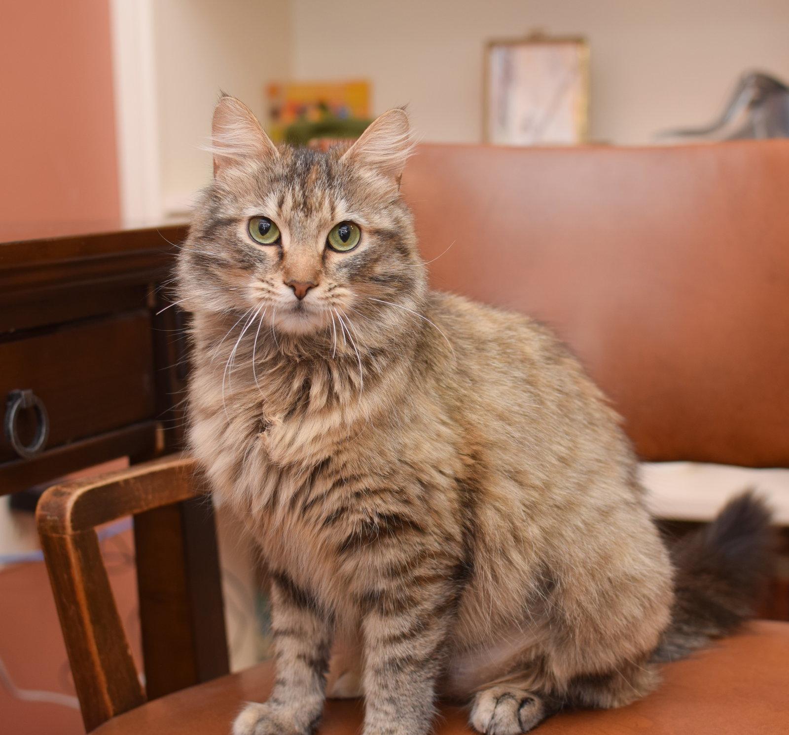 Enlarge Persephone, a Adoptable Maine Coon in Hockessin, DE image 3/3