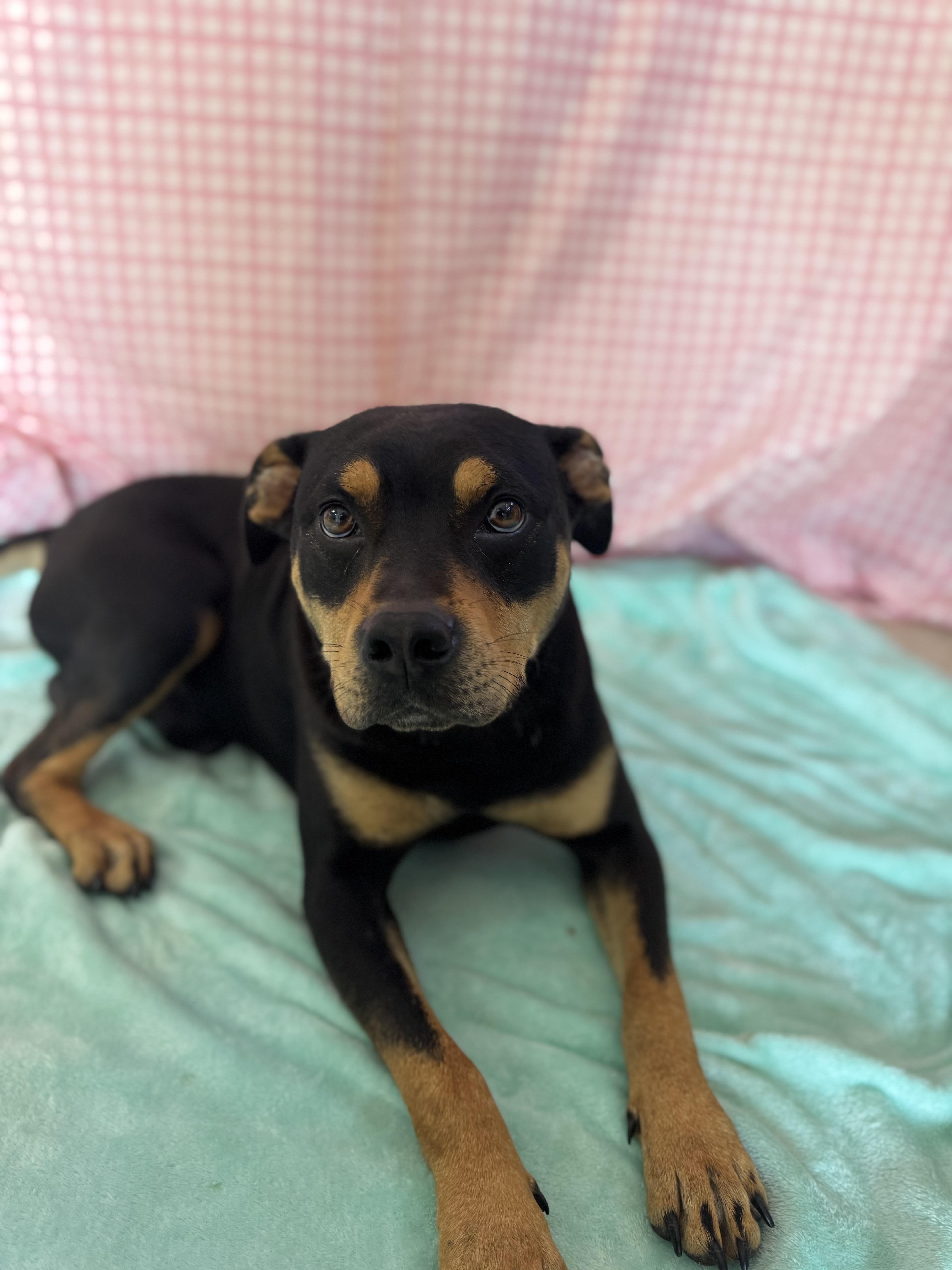 Alfie , Adoptable, Adult Male Mixed Breed.