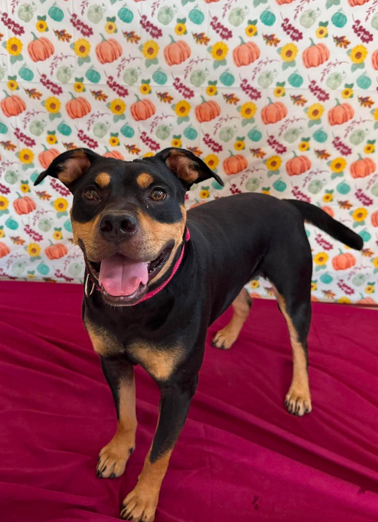 Enlarge Alfie , a Adoptable Mixed Breed in Chickasha, OK image 2/2