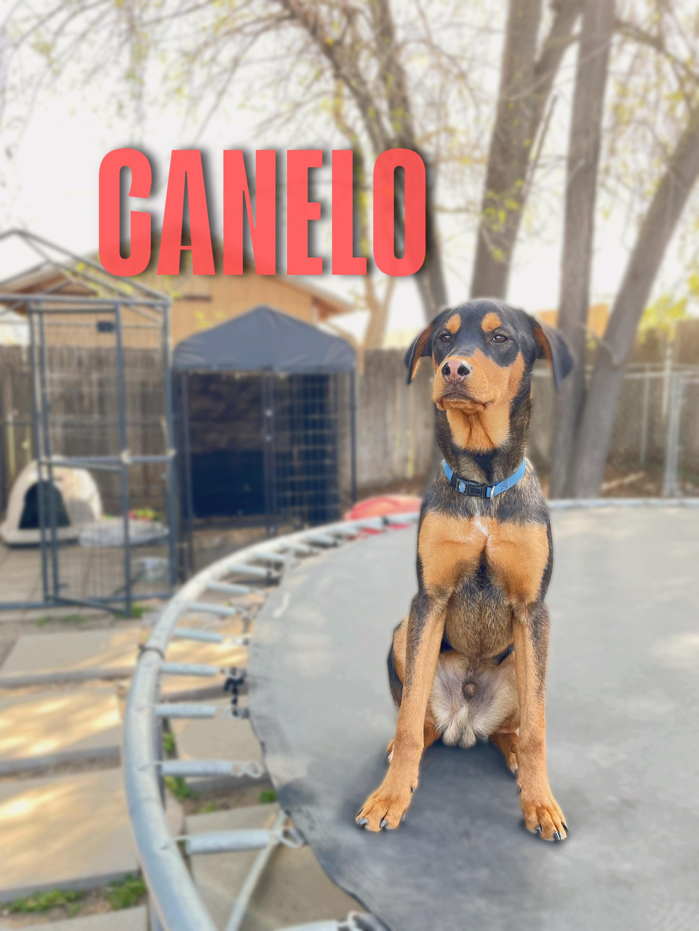 Enlarge Canelo, a Adopted mixed breed in Reedley, CA image 3/6