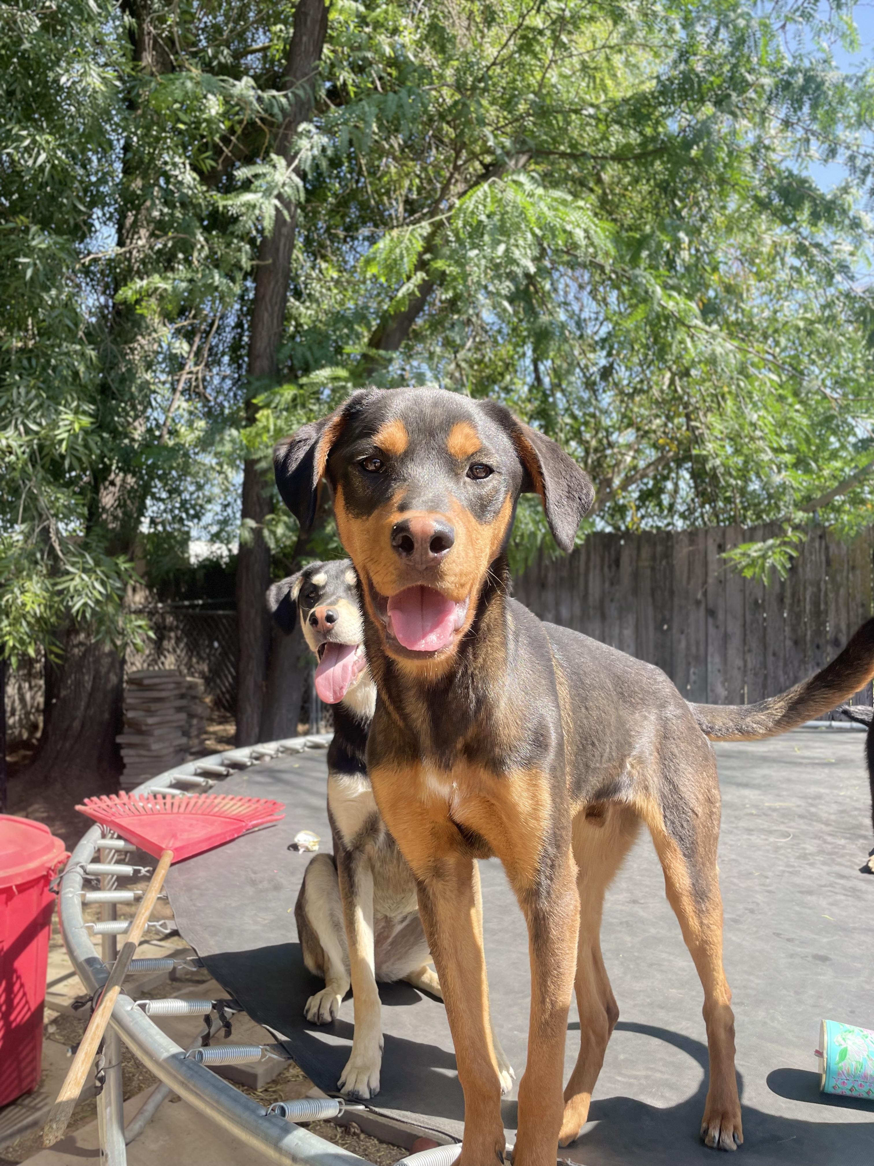 Enlarge Canelo, a Adopted mixed breed in Reedley, CA image 2/6