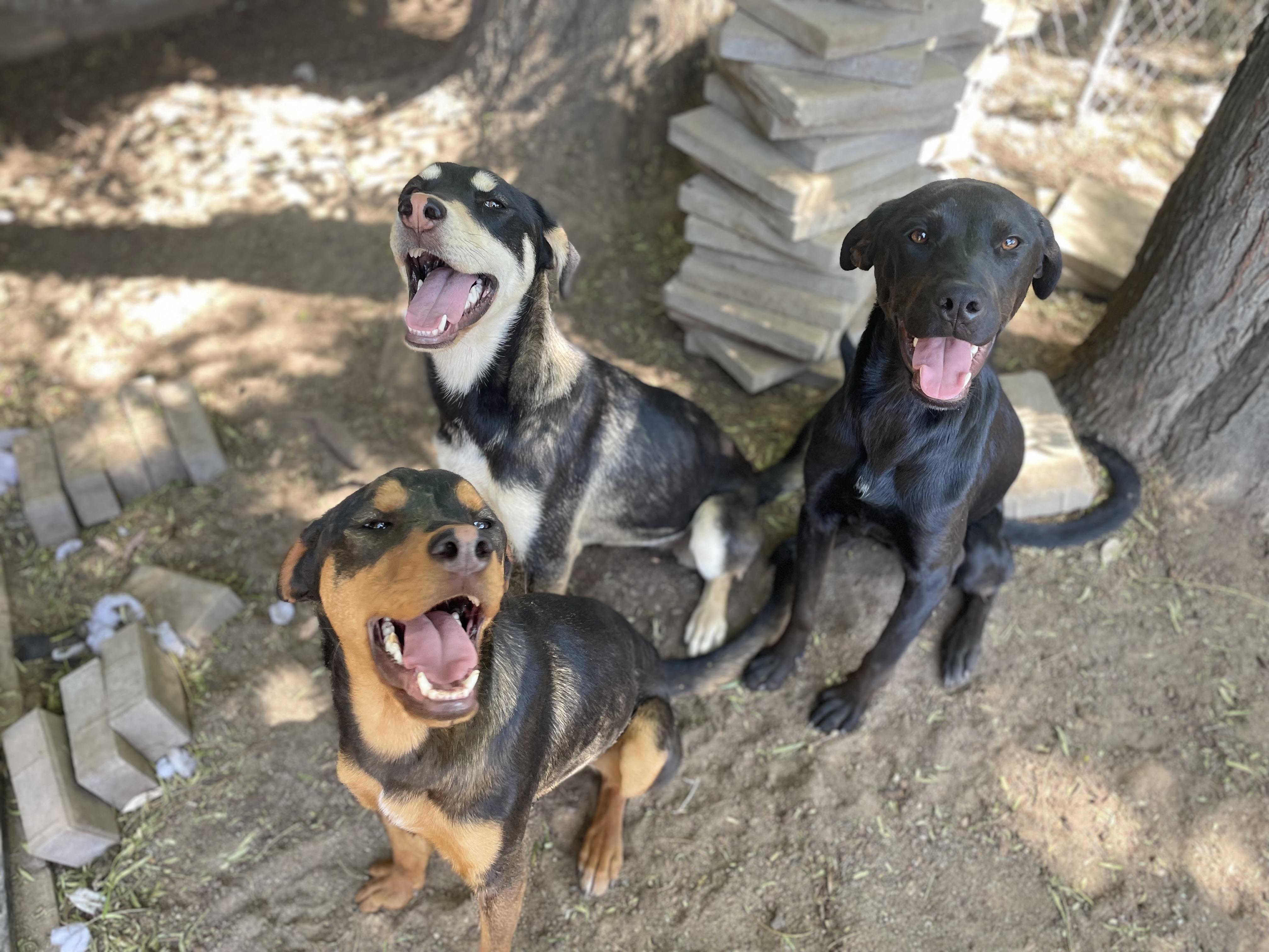 Enlarge Canelo, a Adopted mixed breed in Reedley, CA image 6/6