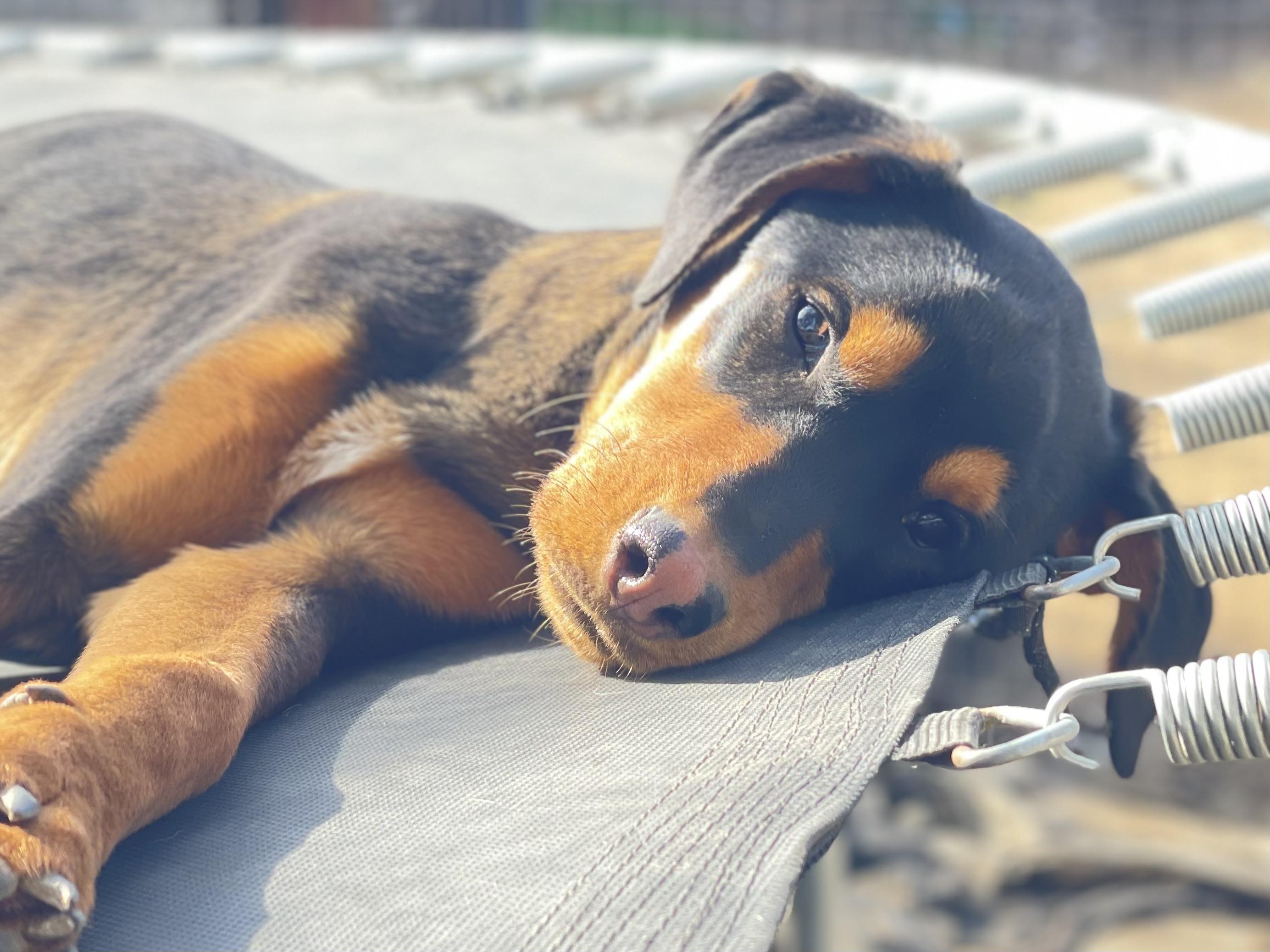 Enlarge Canelo, a Adopted mixed breed in Reedley, CA image 5/6