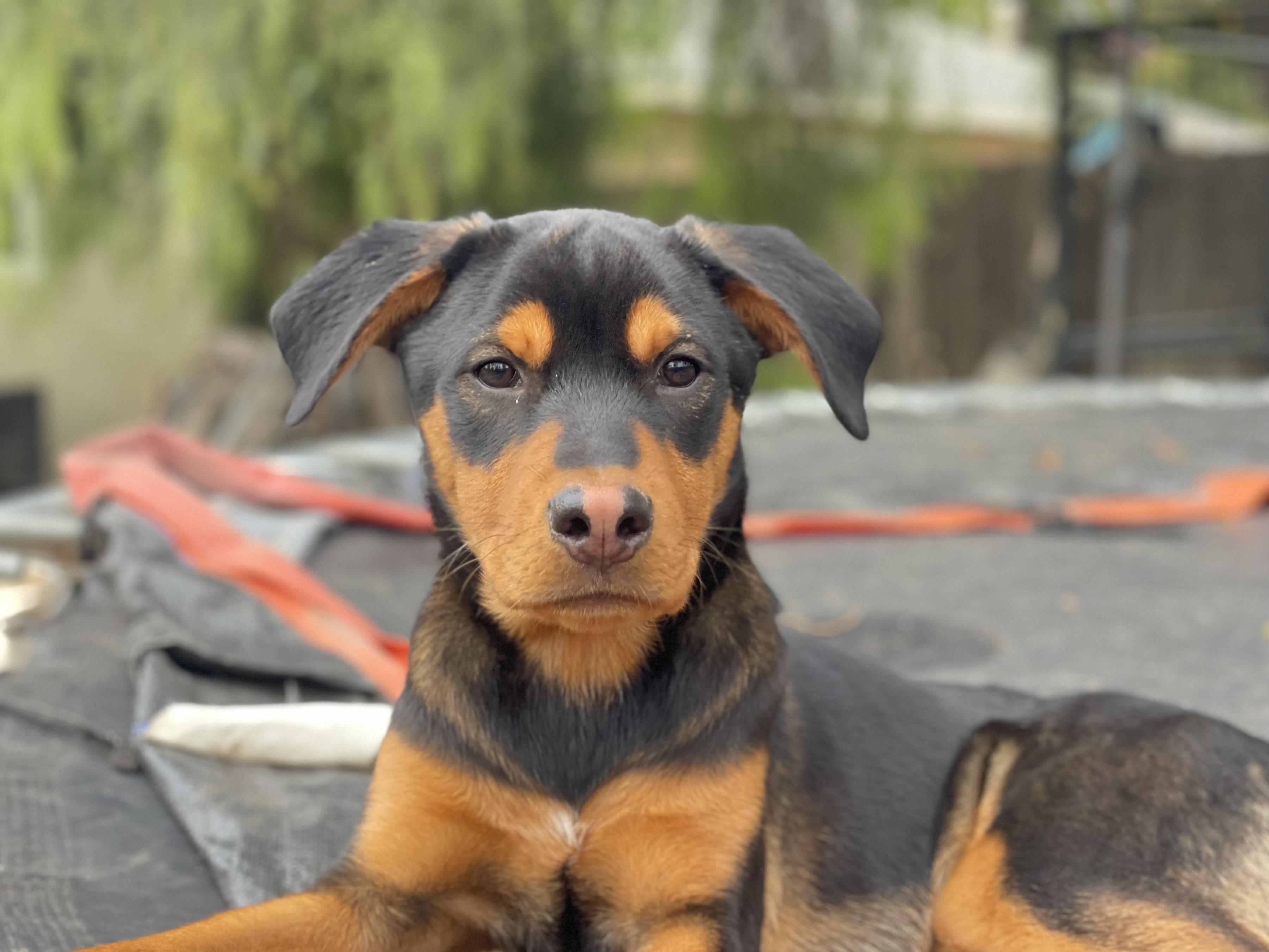 Canelo, Adopted, Young Male Doberman Pinscher.