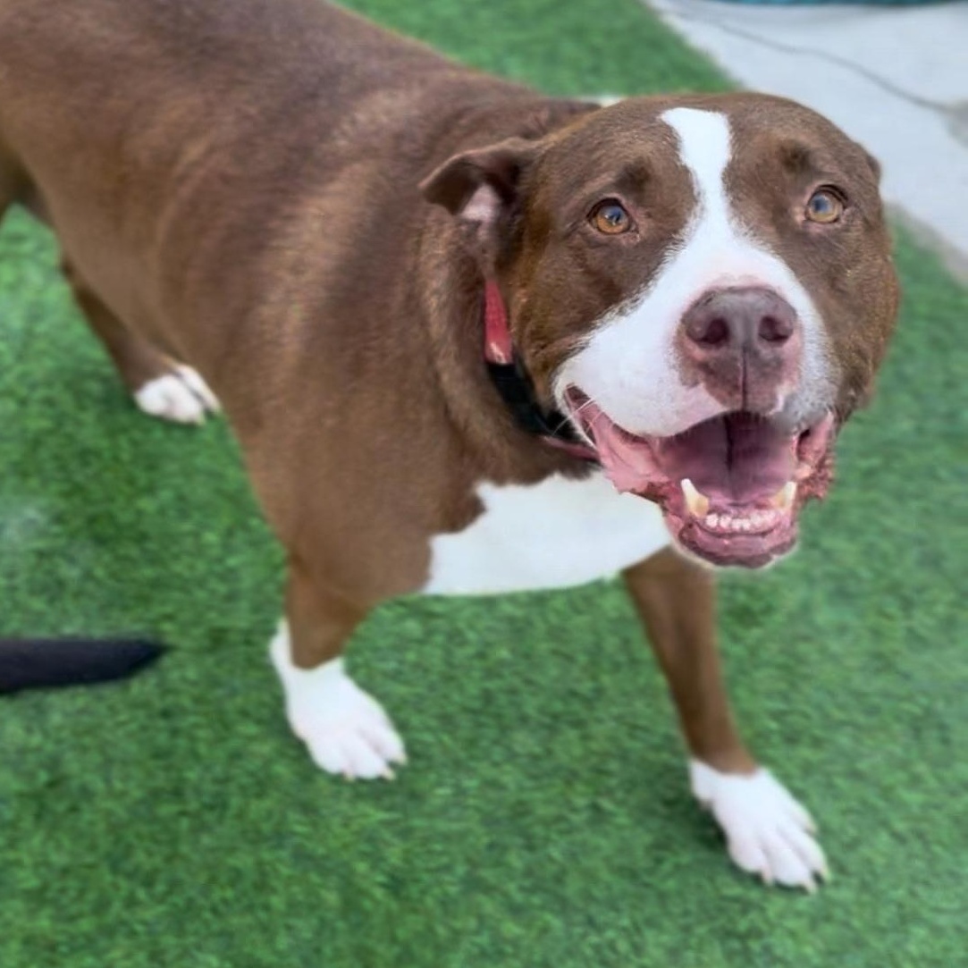 Enlarge Queen Bessie, a Adoptable mixed breed in Charles Town, WV image 2/5