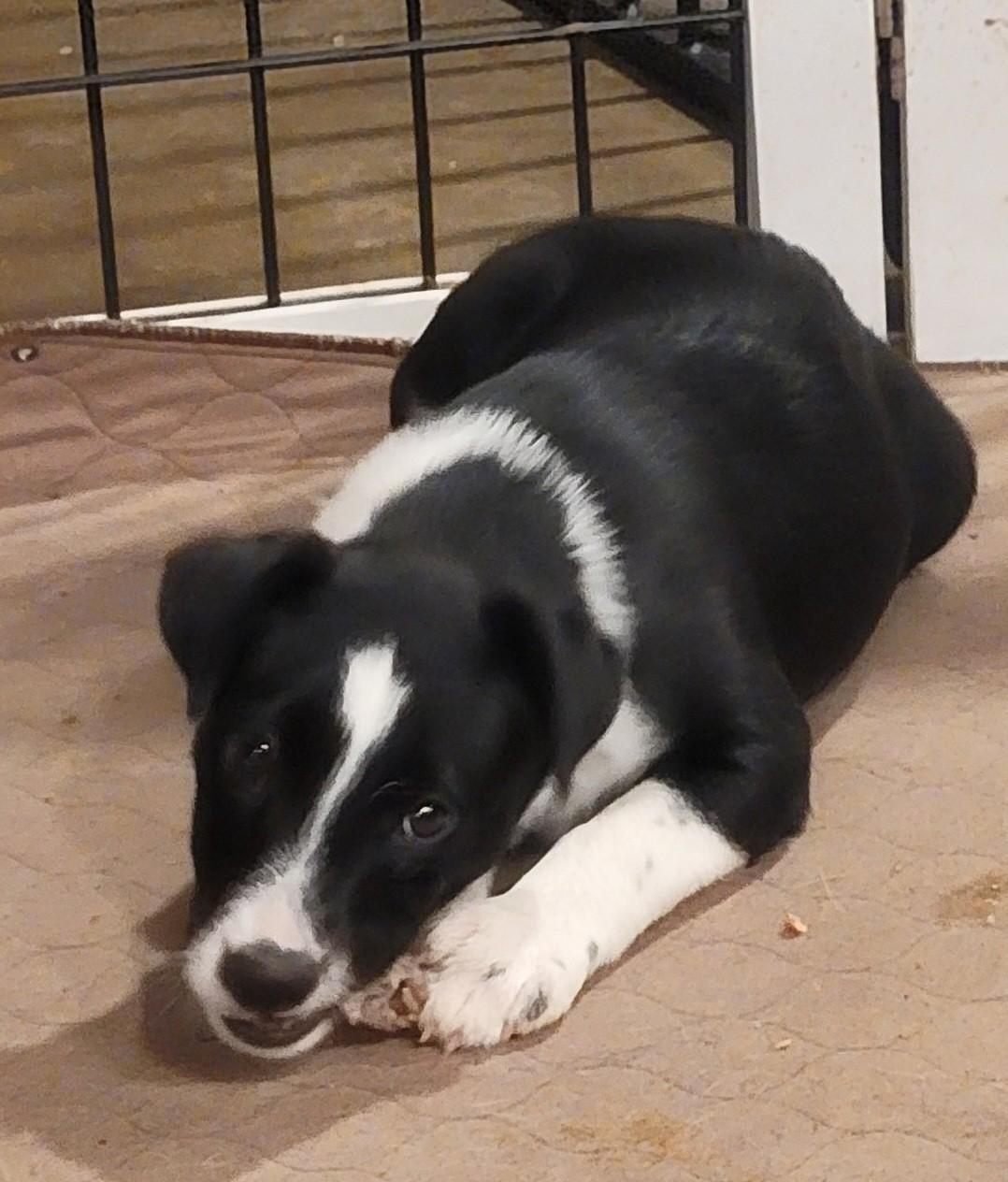 Lacey, Adoptable, Puppy Female Terrier & Australian Cattle Dog / Blue Heeler.