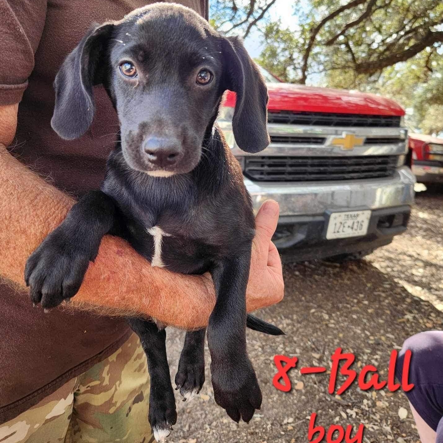 8 Ball PC, an adoptable Catahoula Leopard Dog, Labrador Retriever in Goliad, TX, 77963 | Photo Image 2