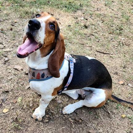 HONEY - ADOPTION PENDING!, Adoptable, Young Female Basset Hound.
