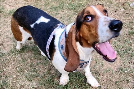 Enlarge HONEY - ADOPTION PENDING!, a Adoptable Basset Hound in Mays Landing, NJ image 2/3