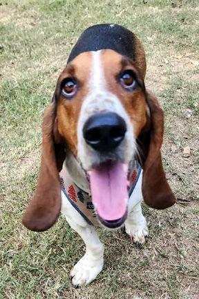 Enlarge HONEY - ADOPTION PENDING!, a Adoptable Basset Hound in Mays Landing, NJ image 3/3