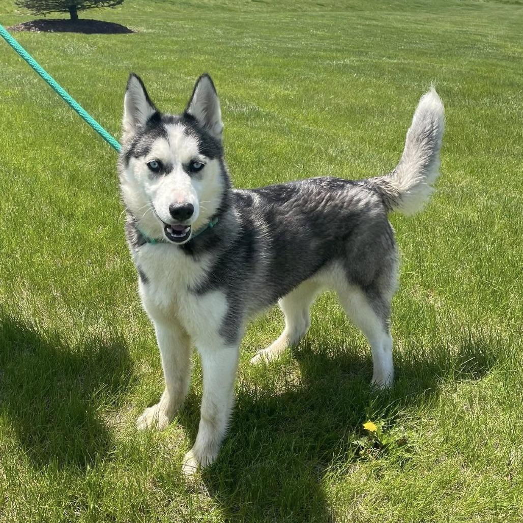 Enlarge Patrice, a Adoptable mixed breed in Naperville, IL image 1/6