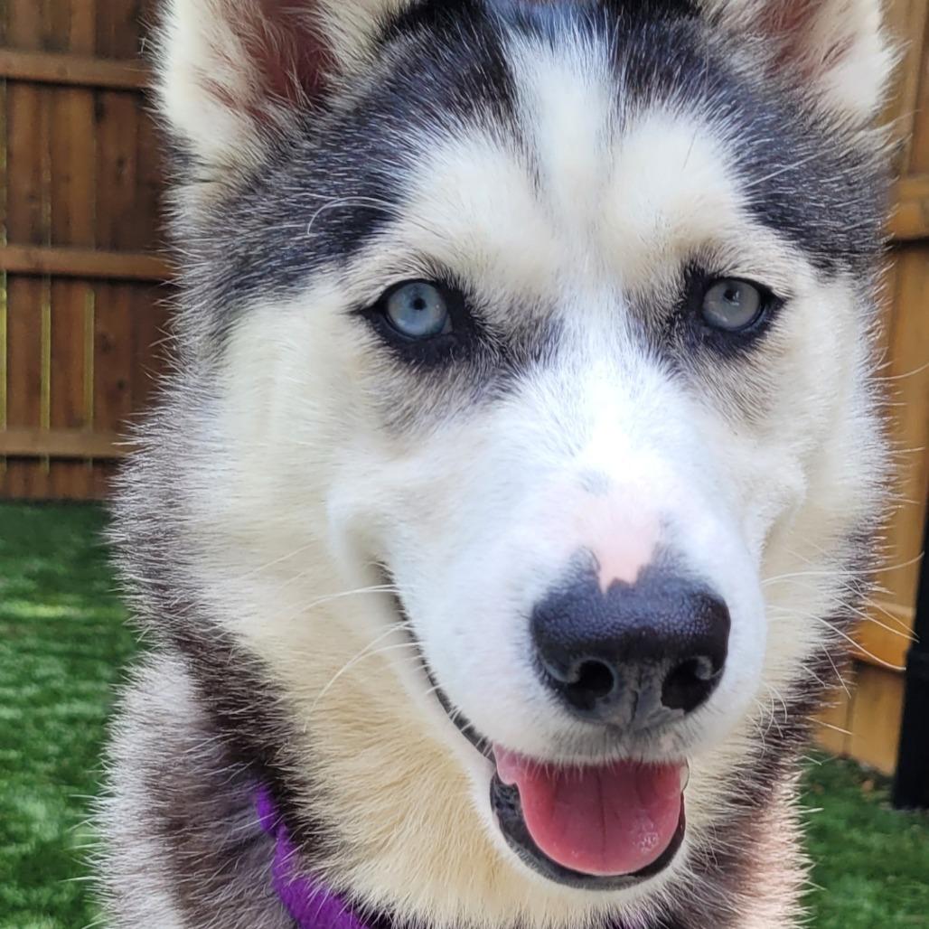 Patrice, Adoptable, Young Female Siberian Husky.