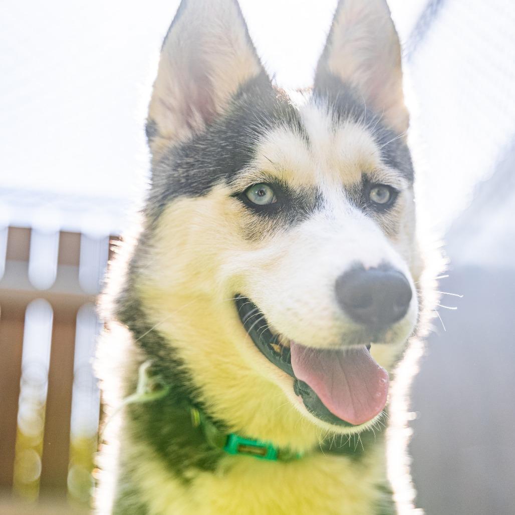 Enlarge Patrice, a Adoptable mixed breed in Naperville, IL image 3/6