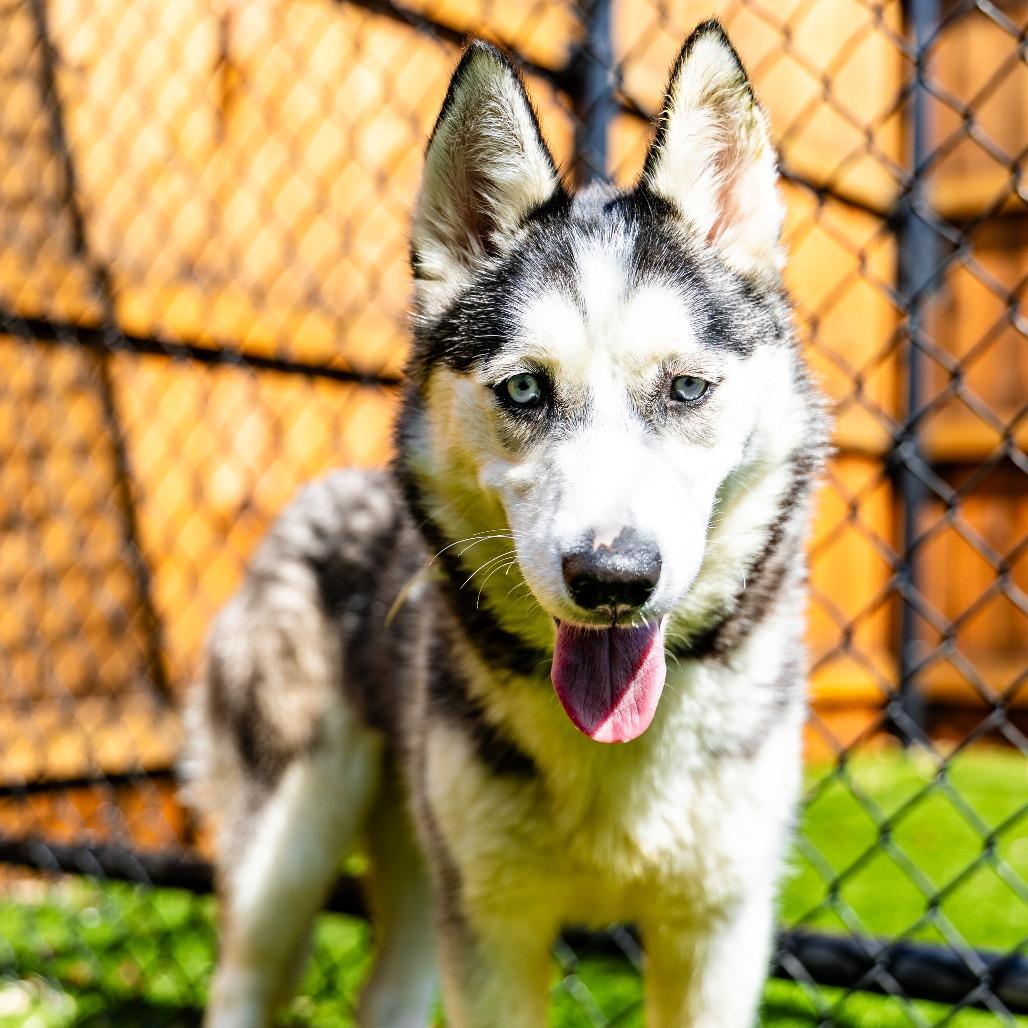 Enlarge Patrice, a Adoptable mixed breed in Naperville, IL image 4/6