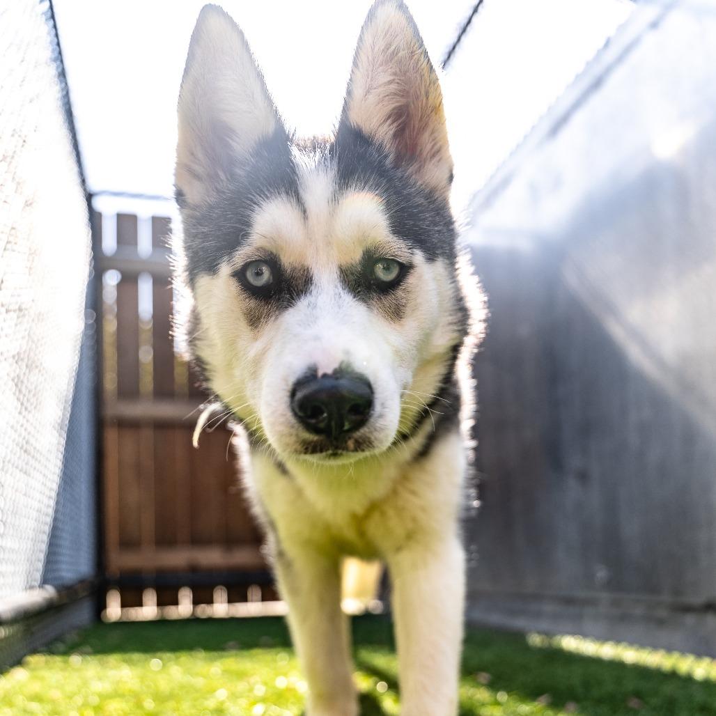 Enlarge Patrice, a Adoptable mixed breed in Naperville, IL image 5/6