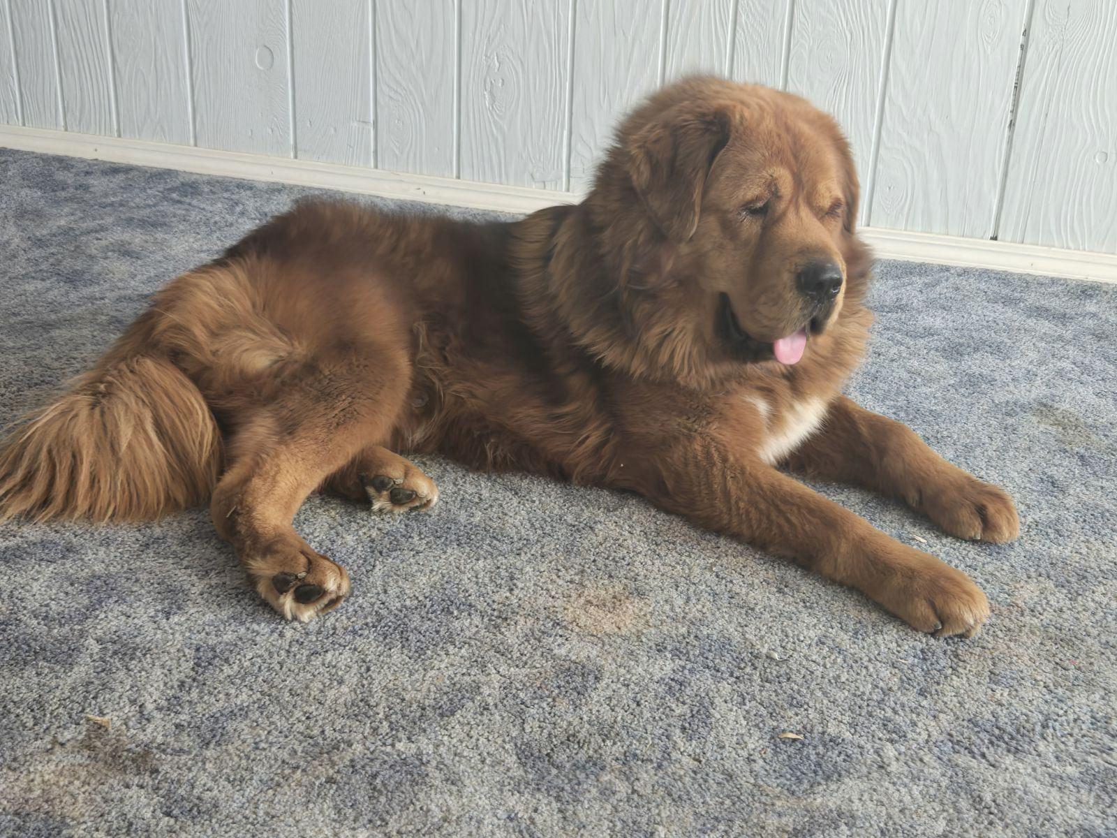 Tyberus, a Adoptable Tibetan Mastiff in Los Angeles, CA image 2/3