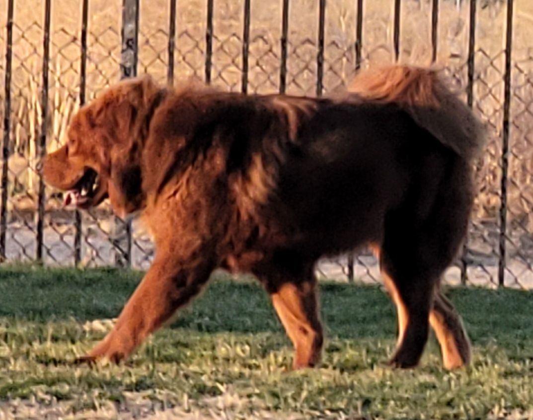Tyberus, a Adoptable Tibetan Mastiff in Los Angeles, CA image 3/3