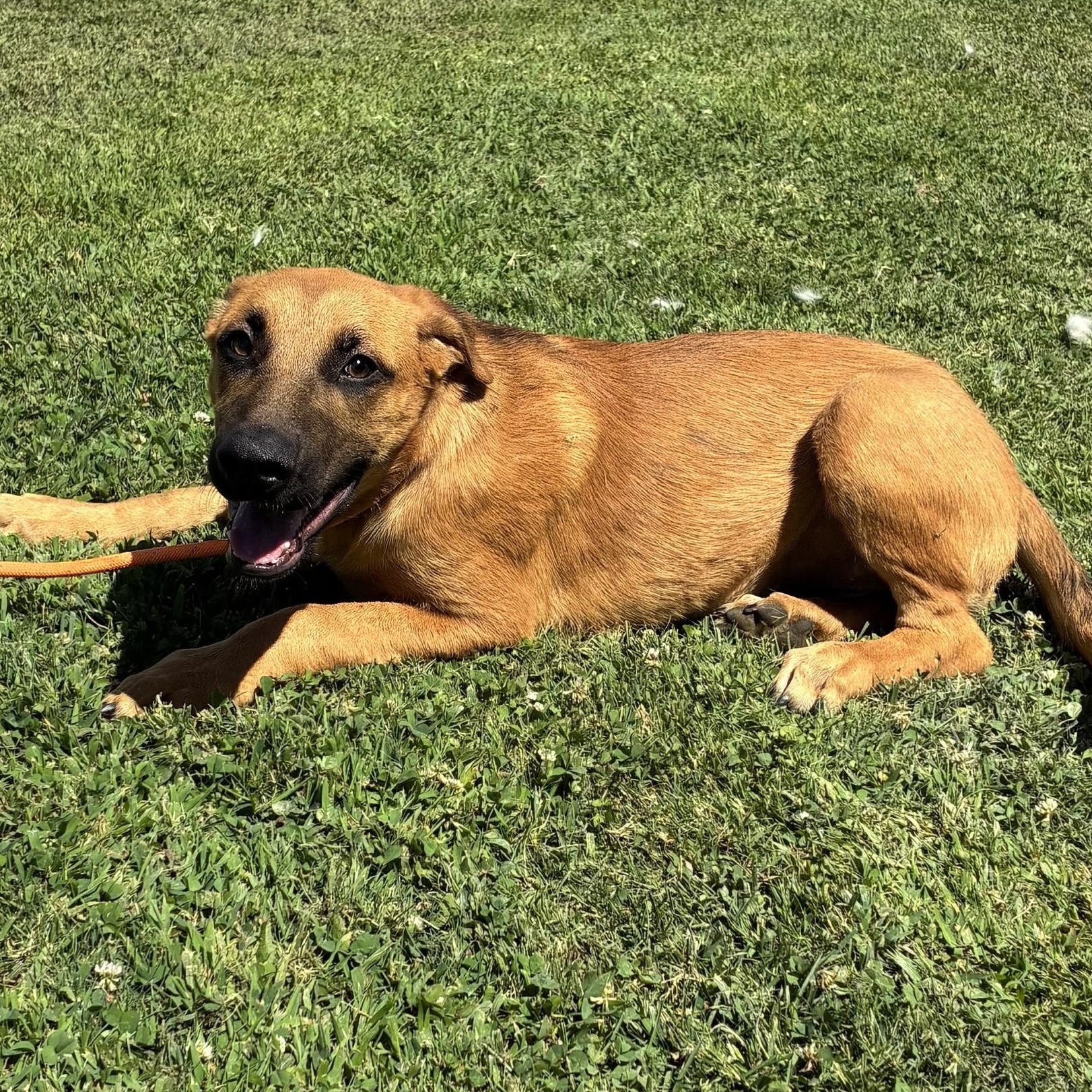 Annie, Adopted, Young Female German Shepherd Dog.