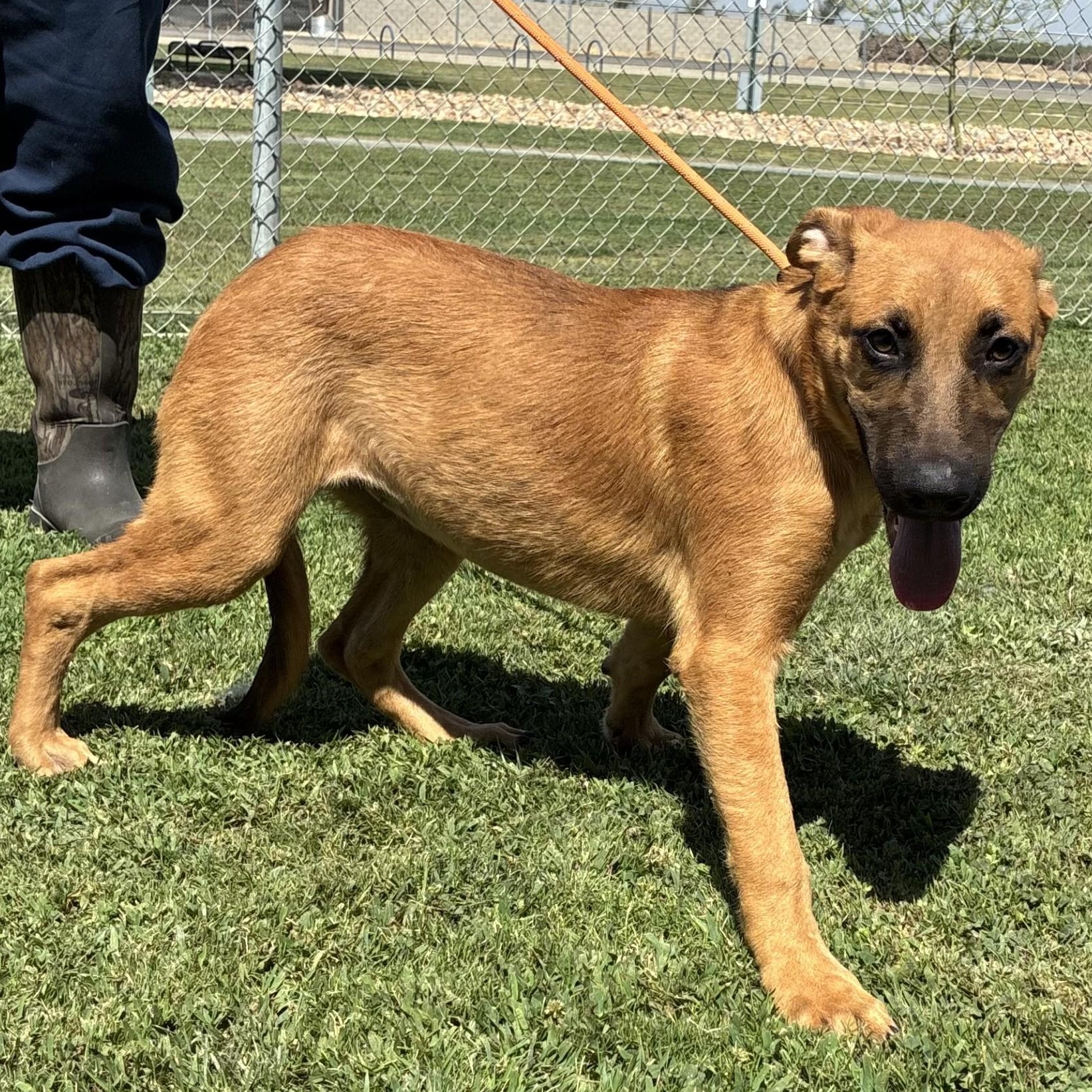Enlarge Annie, a Adopted German Shepherd Dog in Delano, CA image 2/4