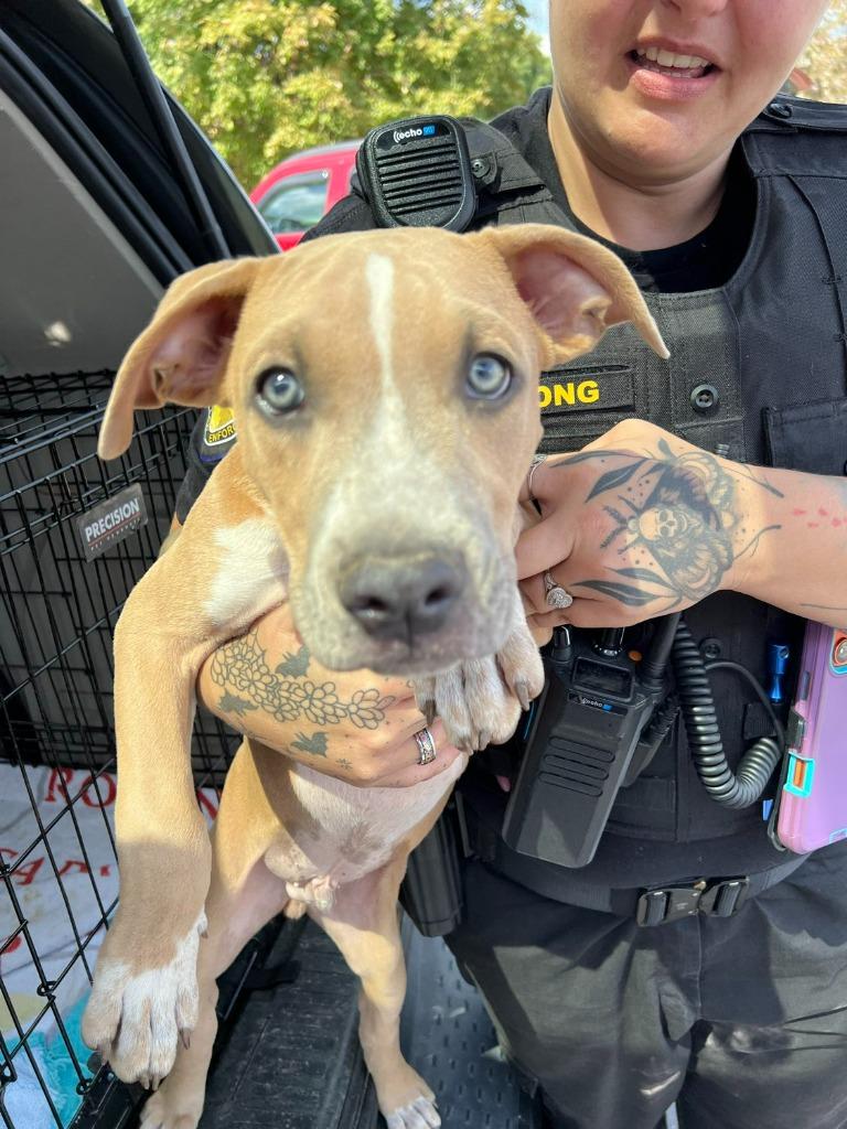 Oboe, Adoptable, Puppy Male Boxer & Pit Bull Terrier.
