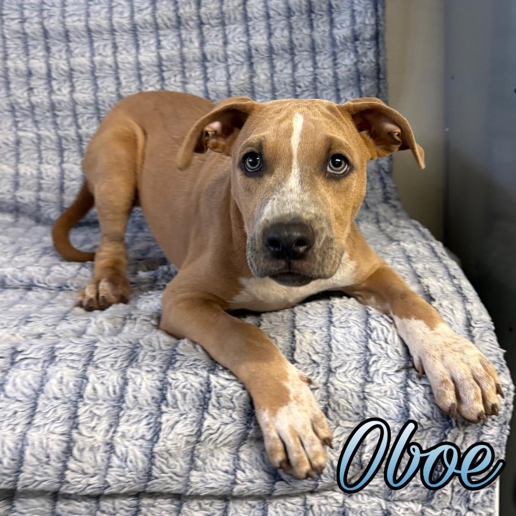 Enlarge Oboe, a Adoptable mixed breed in Hillsboro, OH image 2/3