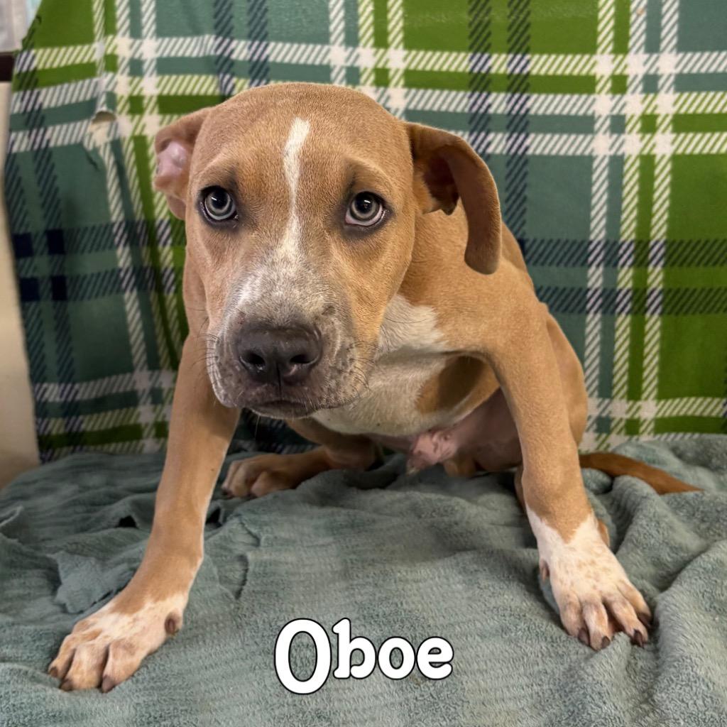 Enlarge Oboe, a Adoptable mixed breed in Hillsboro, OH image 3/3