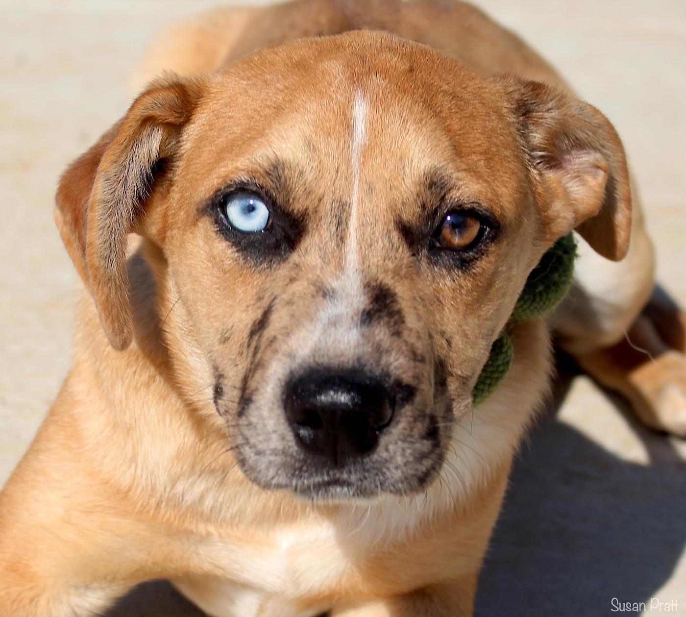 Kendyle, adopted, Young Female Black Mouth Cur.