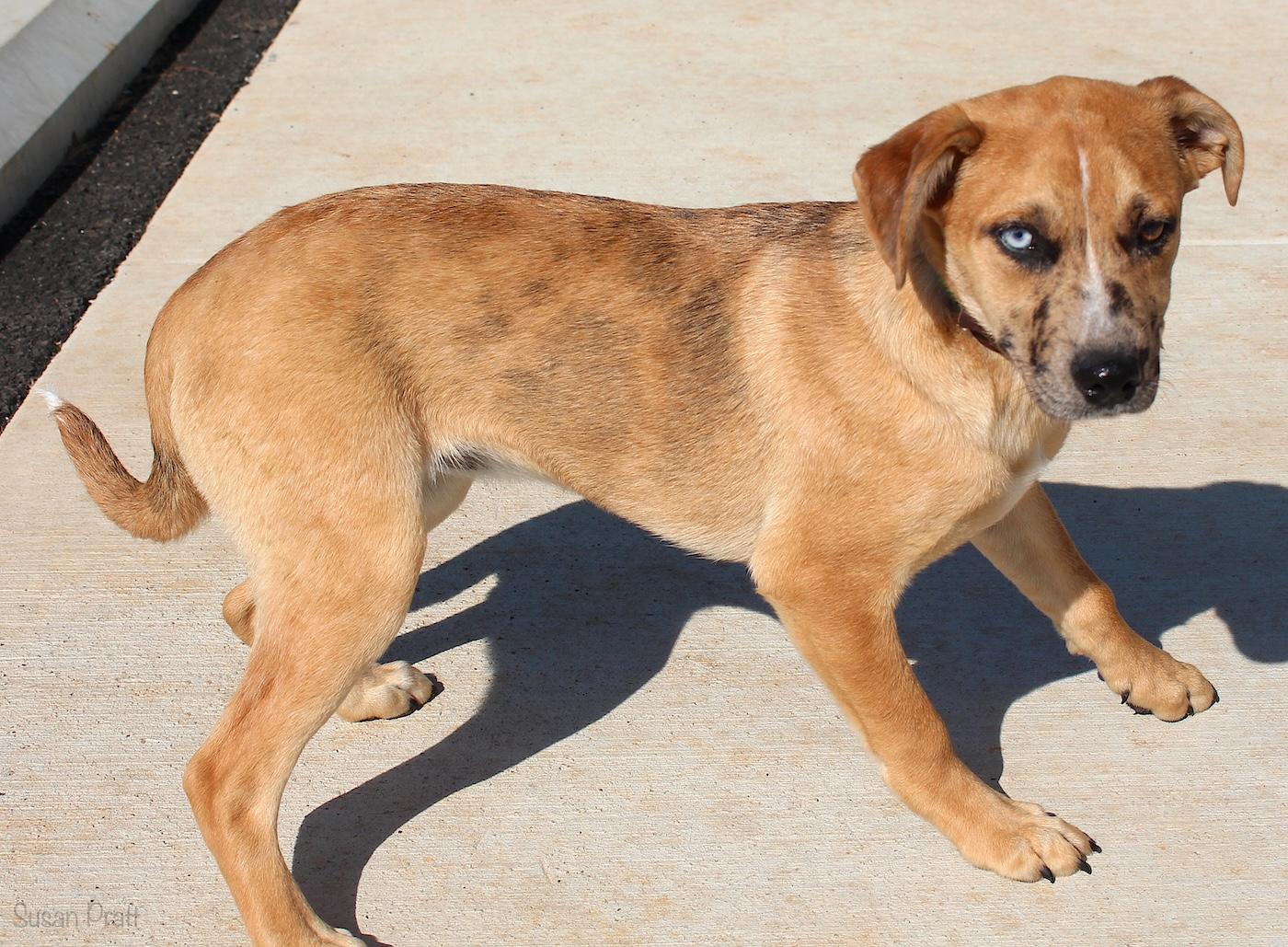 Enlarge Kendyle, an adopted Black Mouth Cur in Bedford, VA image 3/3