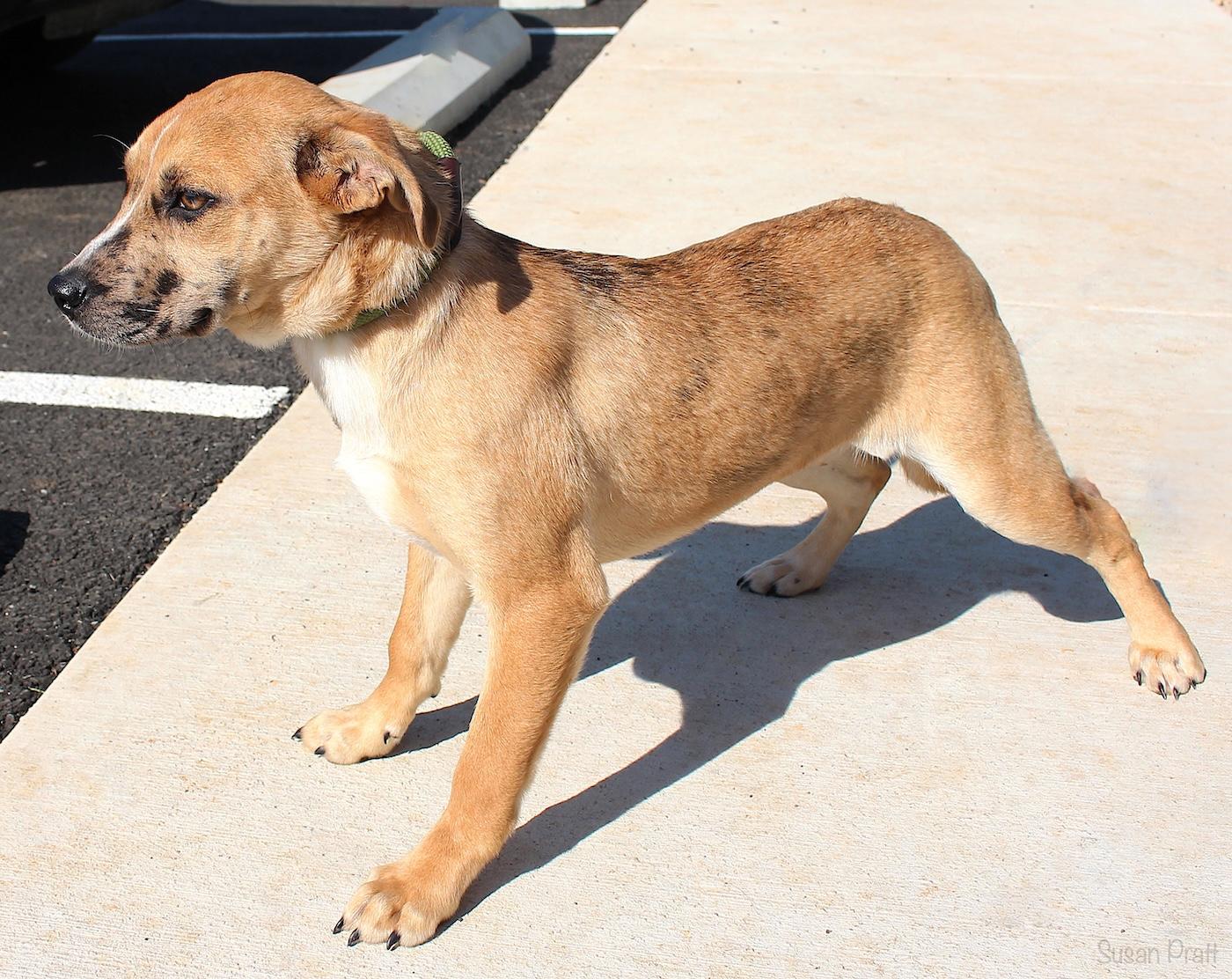 Enlarge Kendyle, an adopted Black Mouth Cur in Bedford, VA image 2/3