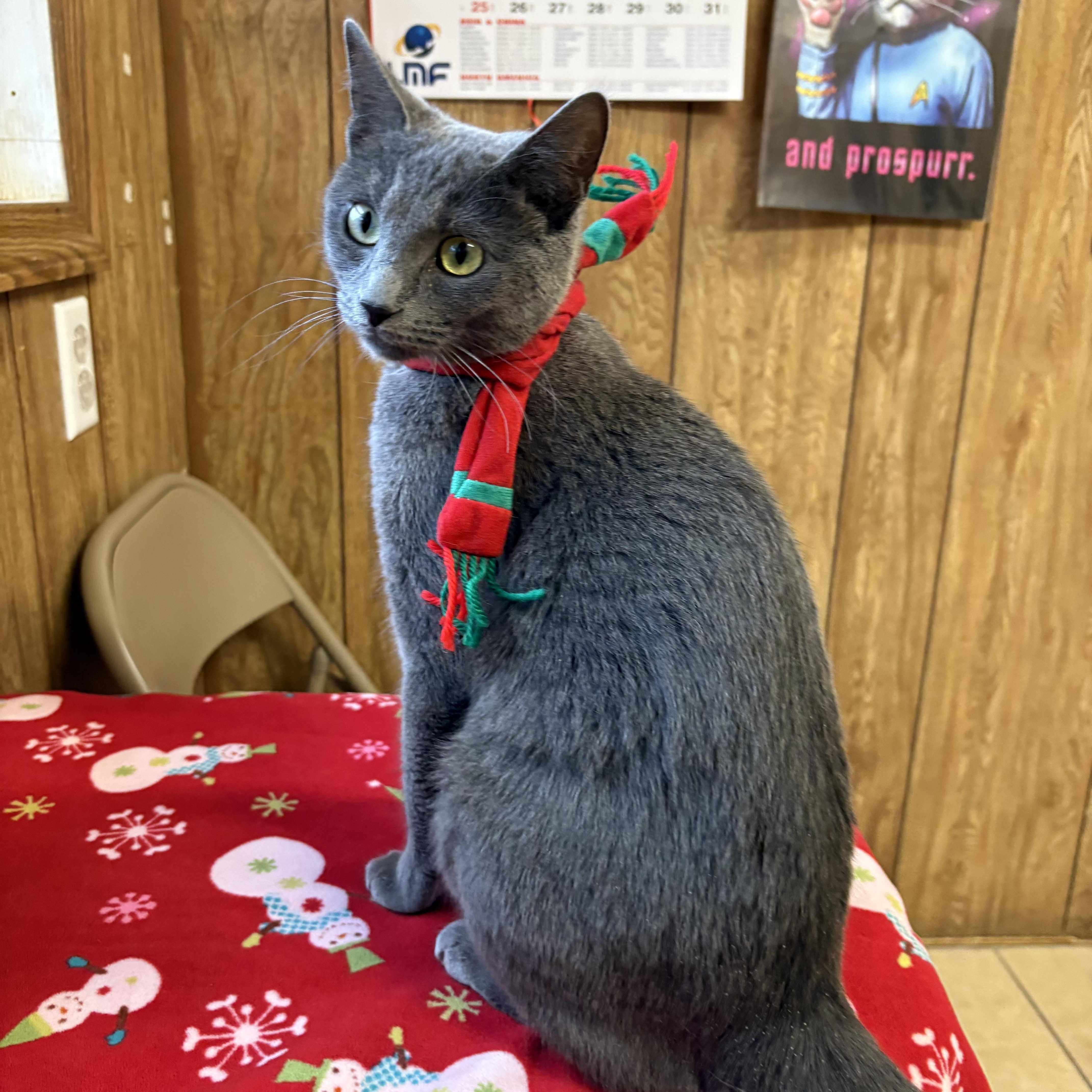 Aisha, Adoptable, Young Female Domestic Short Hair.