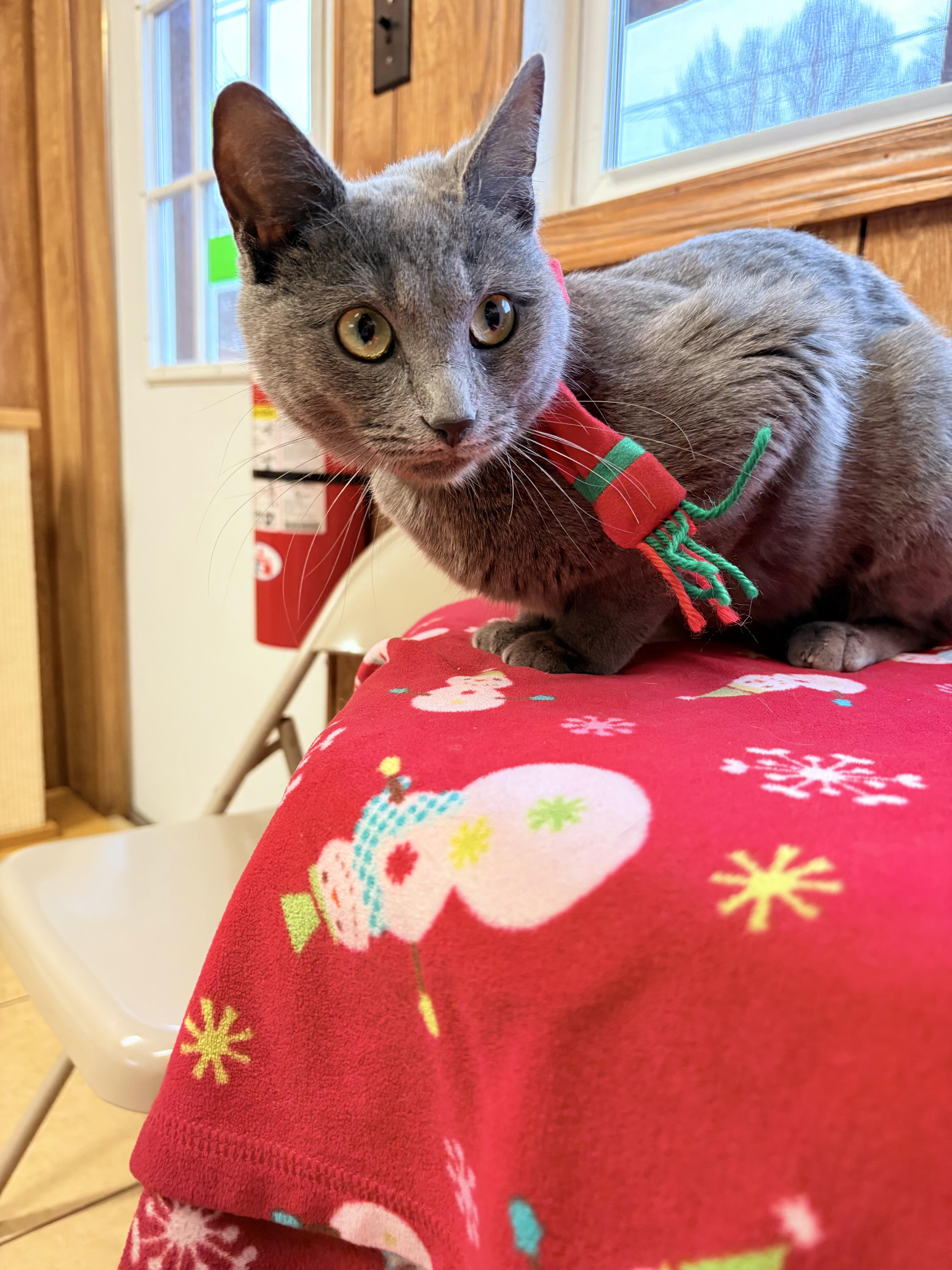 Aisha, a Adoptable Domestic Short Hair in Linden, NJ image 3/6