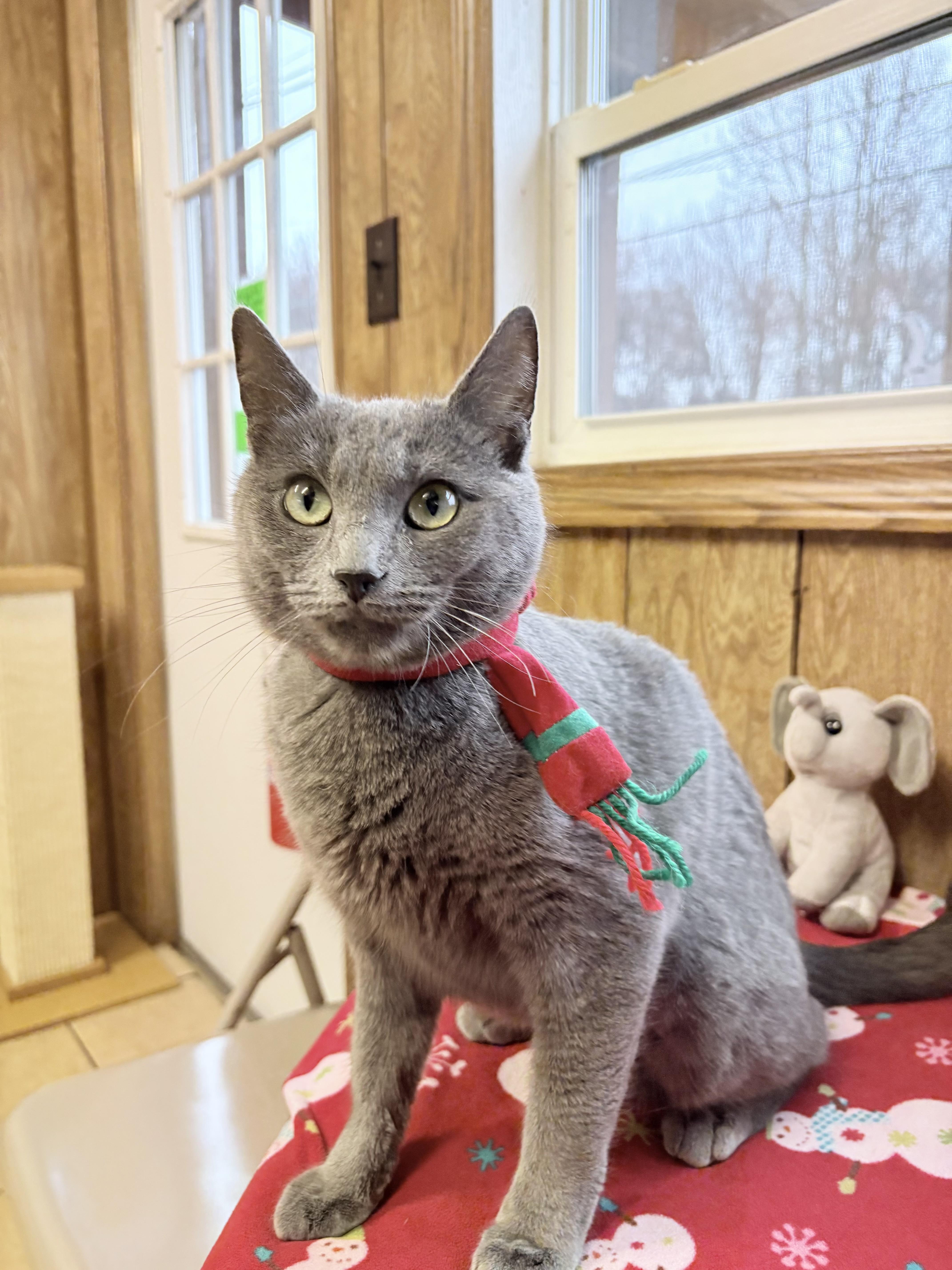Aisha, a Adoptable Domestic Short Hair in Linden, NJ image 4/6