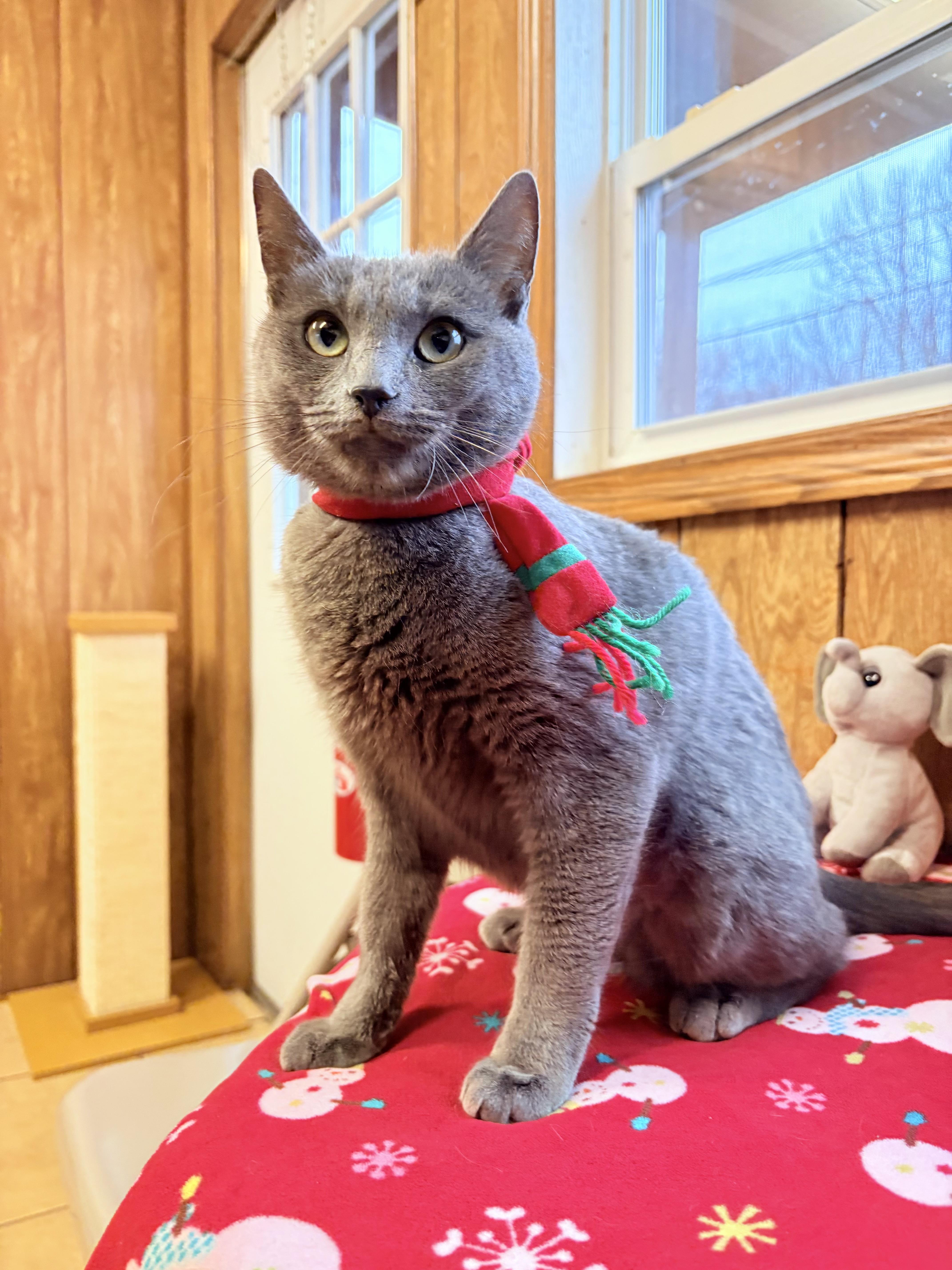 Aisha, a Adoptable Domestic Short Hair in Linden, NJ image 5/6