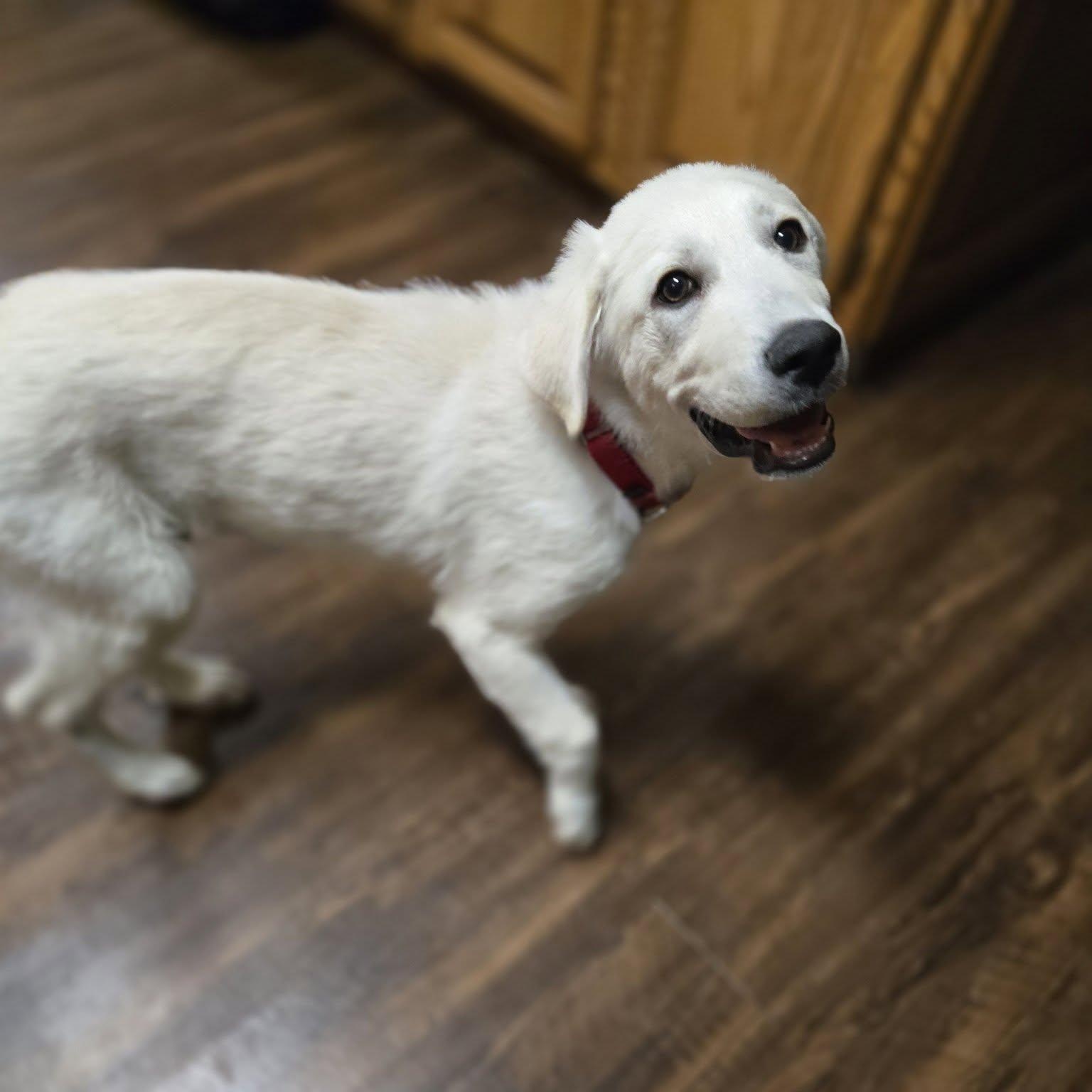 Enlarge Coconuts, an adopted mixed breed in Racine, WI image 3/3
