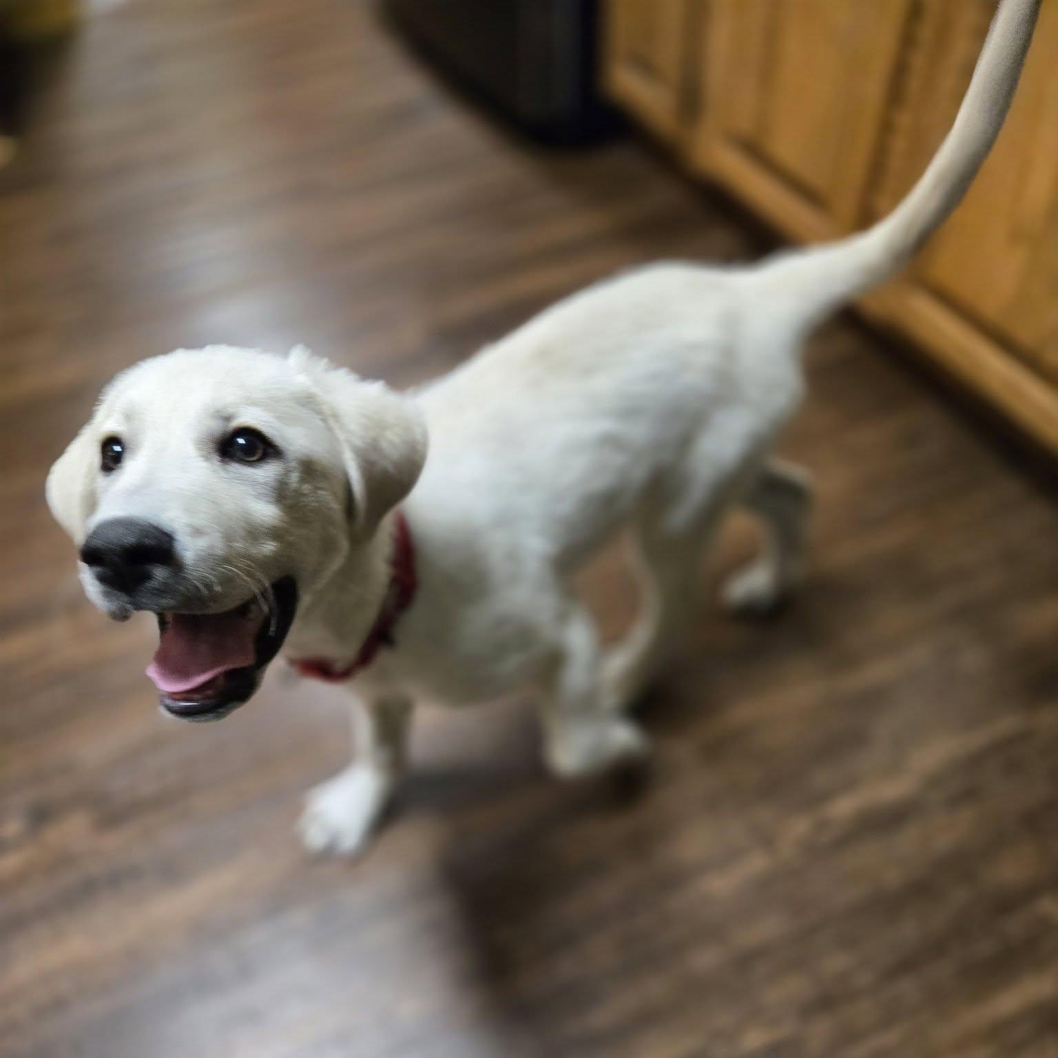 Enlarge Coconuts, an adopted mixed breed in Racine, WI image 1/3