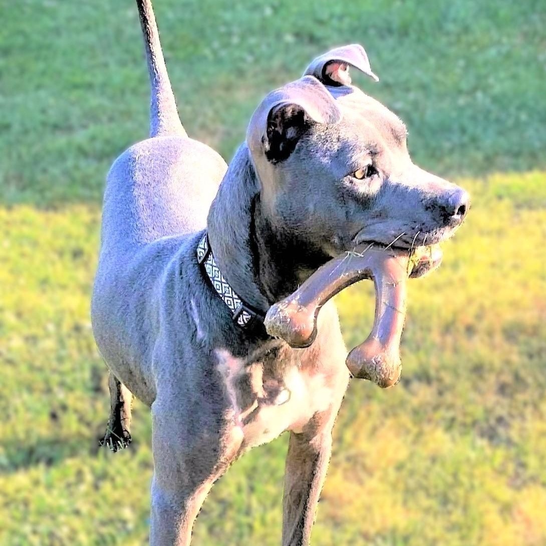 HANSON, Adoptable, Adult Male Pit Bull Terrier.