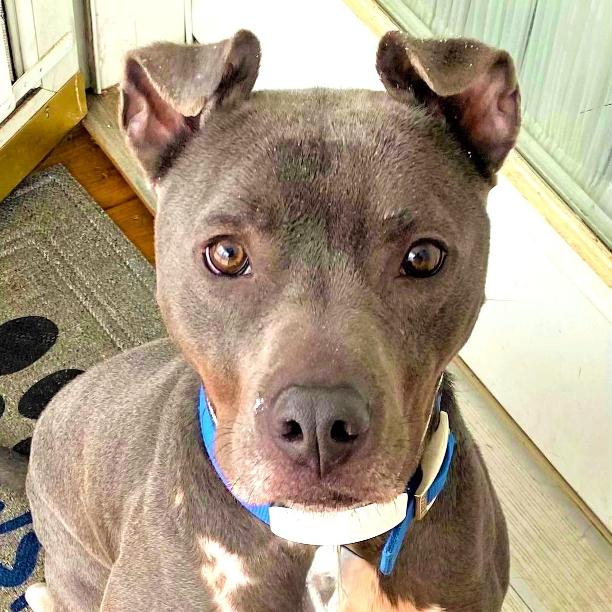 Enlarge HANSON, a Adoptable mixed breed image 3/6